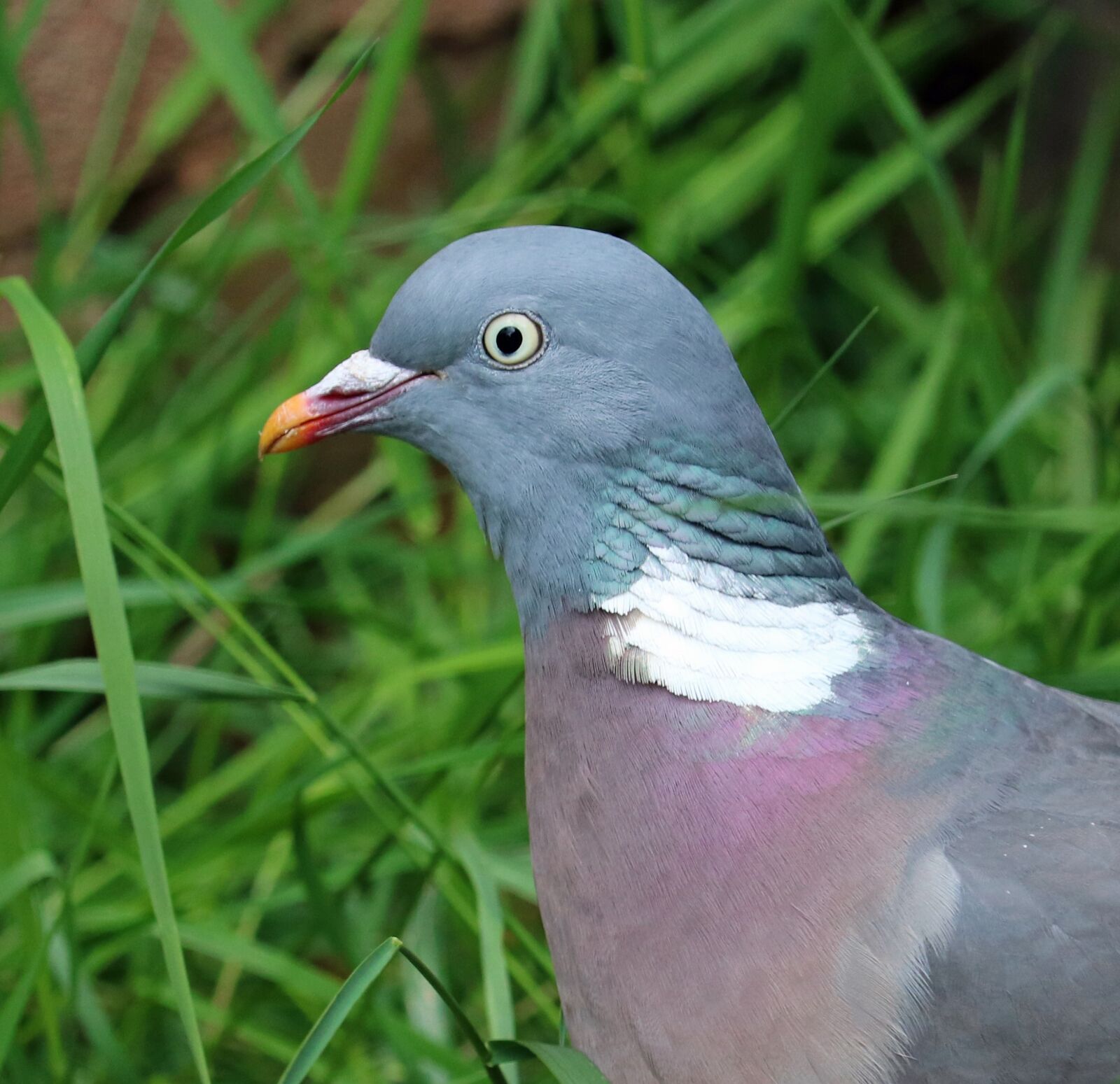 Canon EOS 750D (EOS Rebel T6i / EOS Kiss X8i) sample photo. Pigeon, bird, close photography