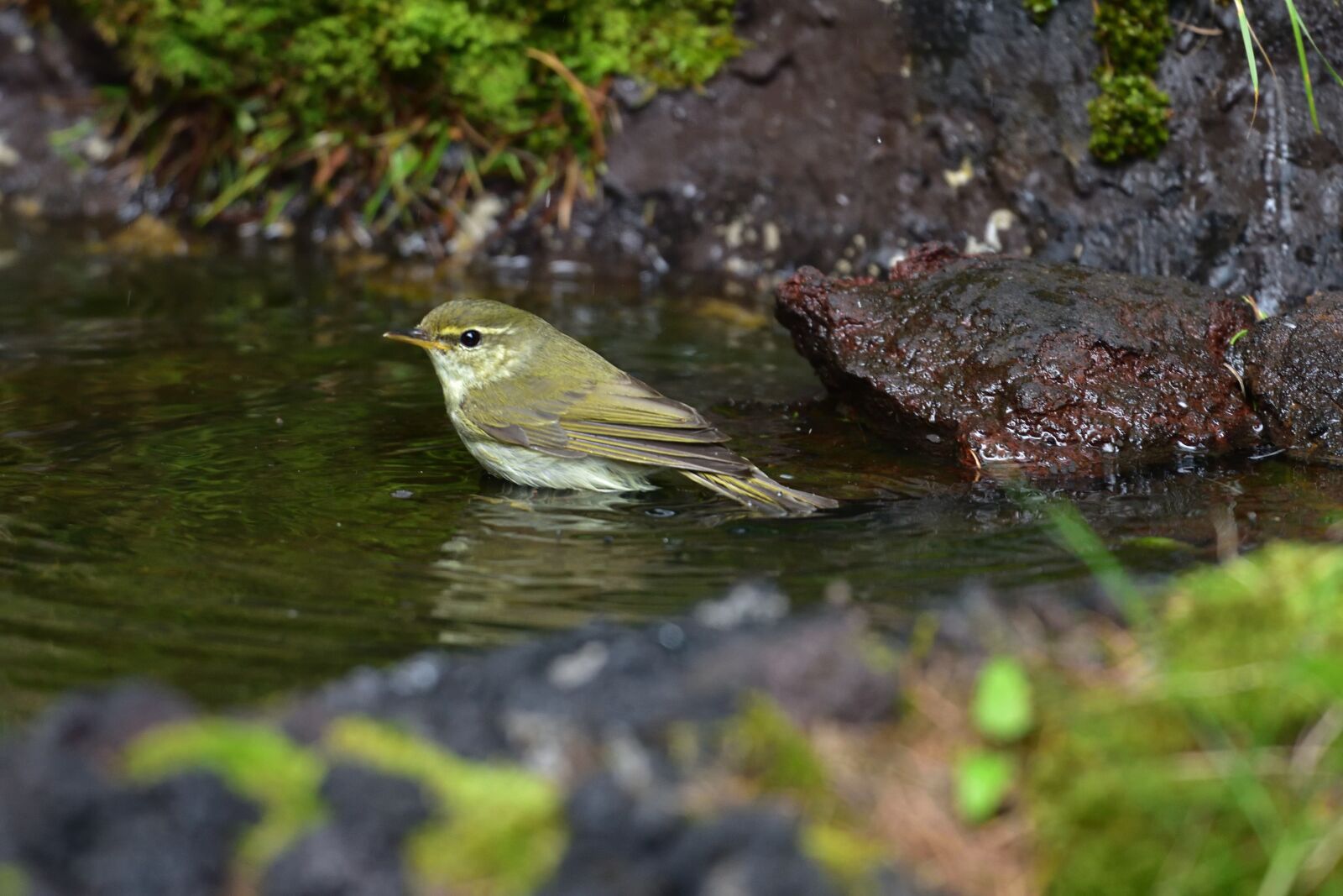 Nikon D810 sample photo. Natural, outdoors, waters photography