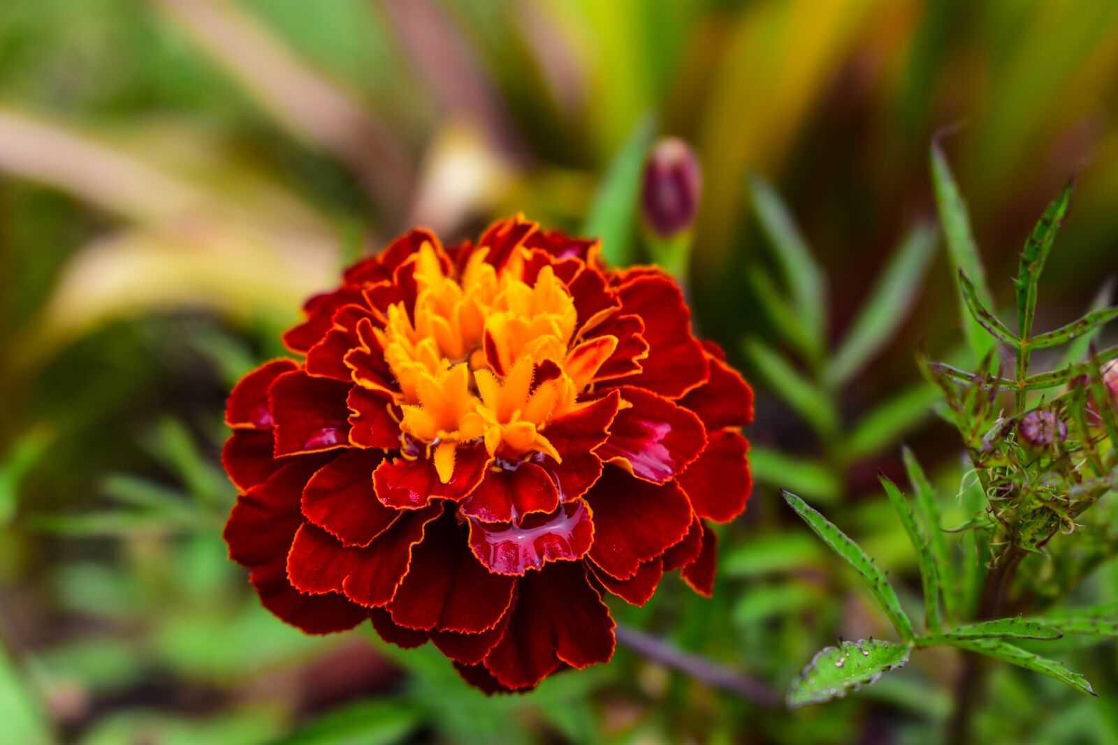 Nikon D3400 sample photo. Nature, plant, garden photography