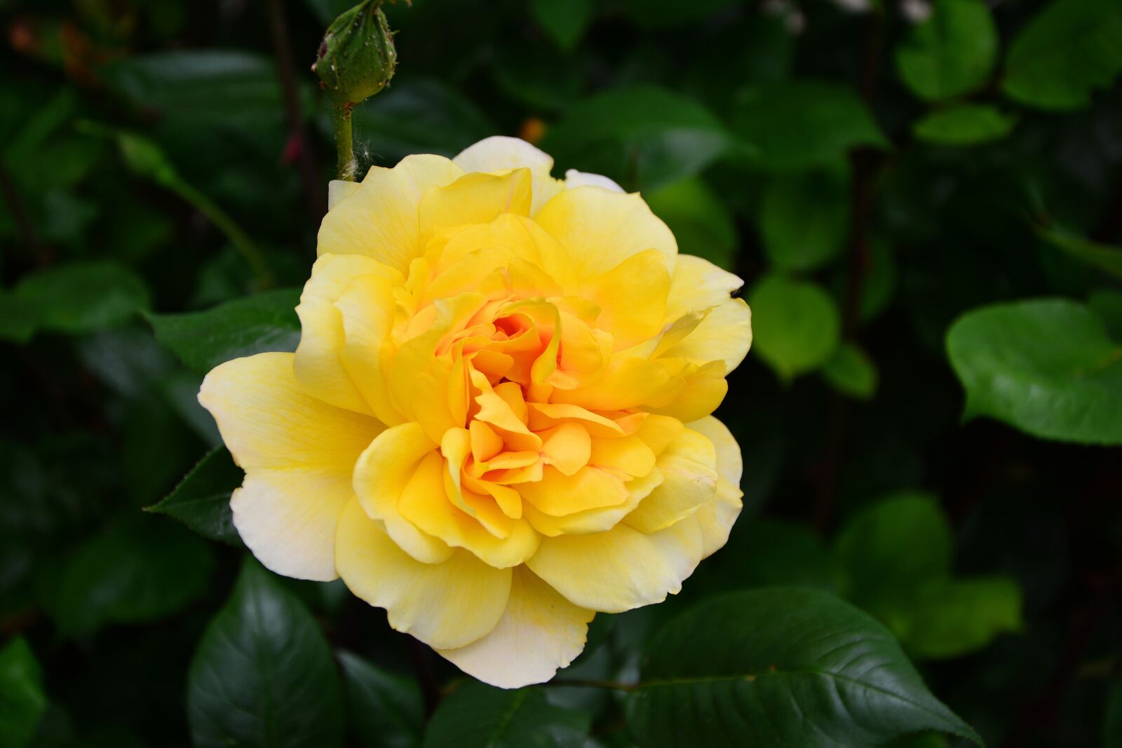 Nikon D5200 sample photo. Rose, yellow rose, blossom photography