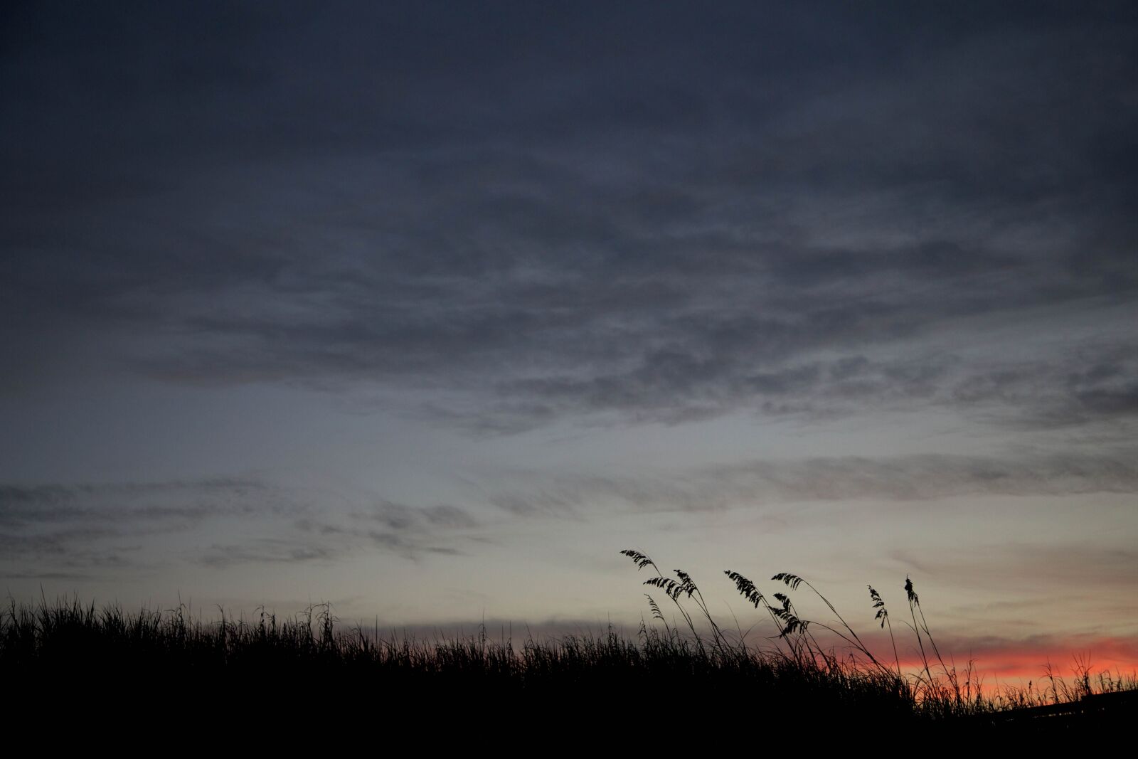 Canon EOS 5D Mark III sample photo. Reed, grass, silhouette, sunset photography
