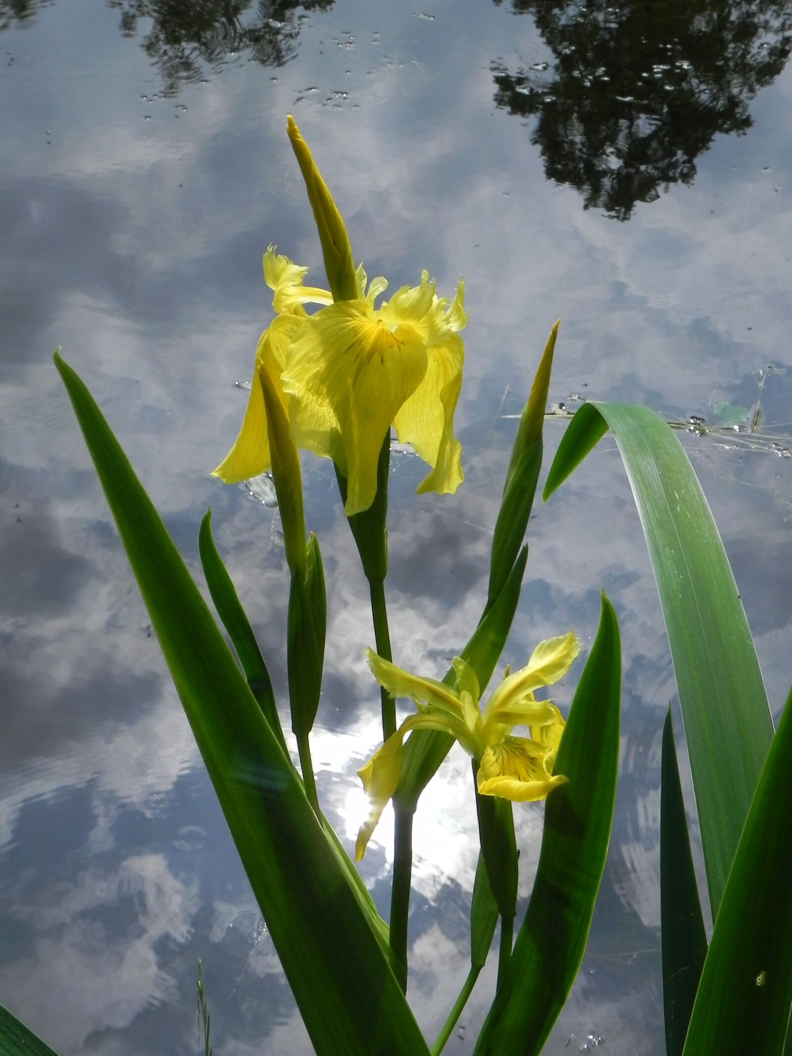 Nikon Coolpix P100 sample photo. Flower, iris, garden photography