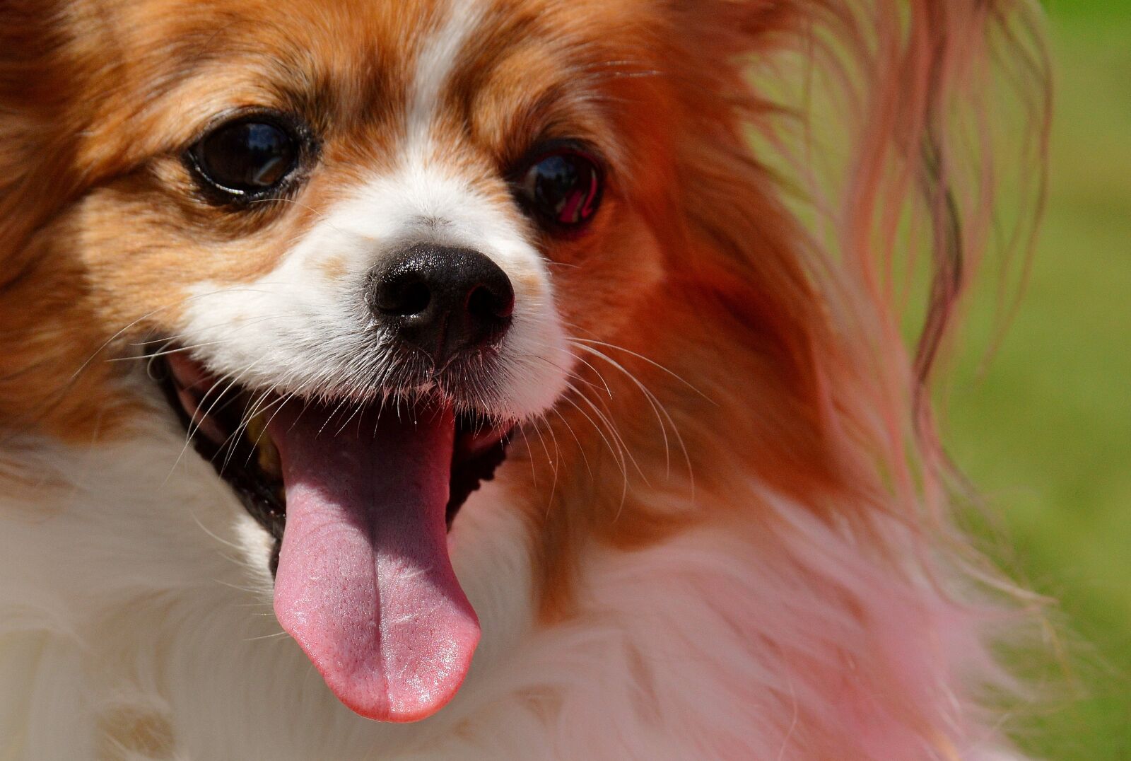 Nikon D3200 sample photo. Dog, chihuahua, cute photography