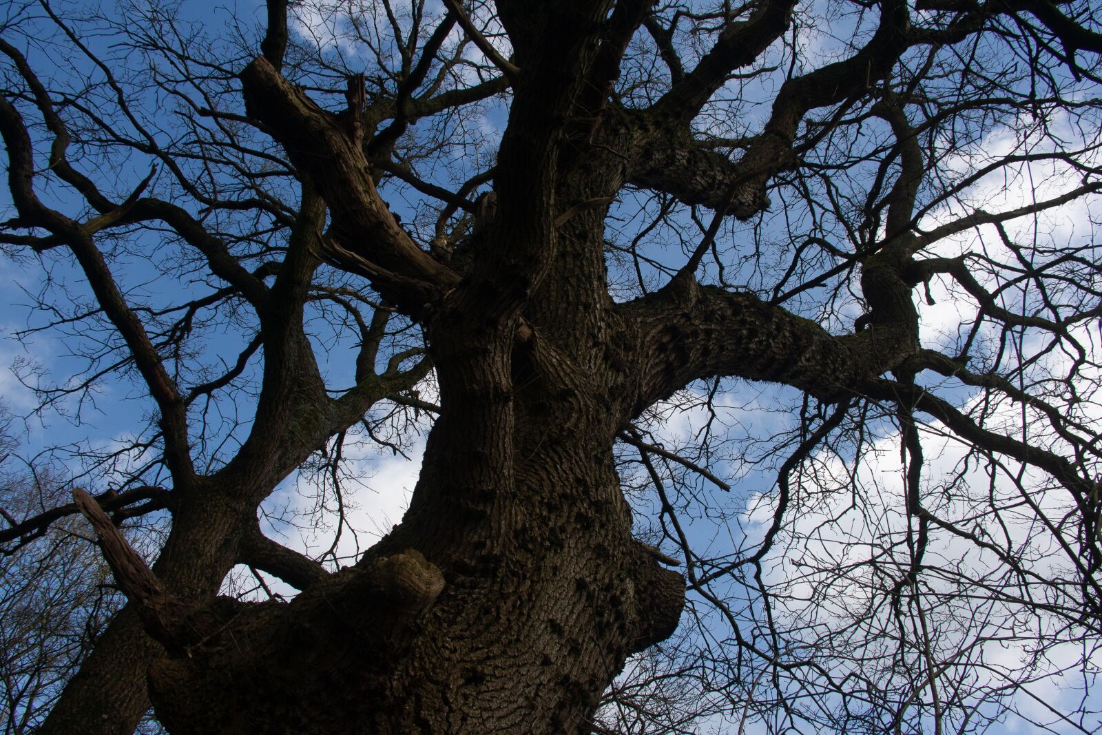 Canon EOS 1000D (EOS Digital Rebel XS / EOS Kiss F) sample photo. Tree, air, branches photography