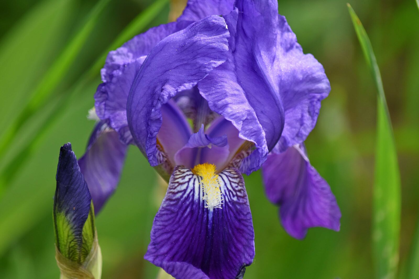 Nikon D5500 sample photo. Iris, purple, plant, flora photography