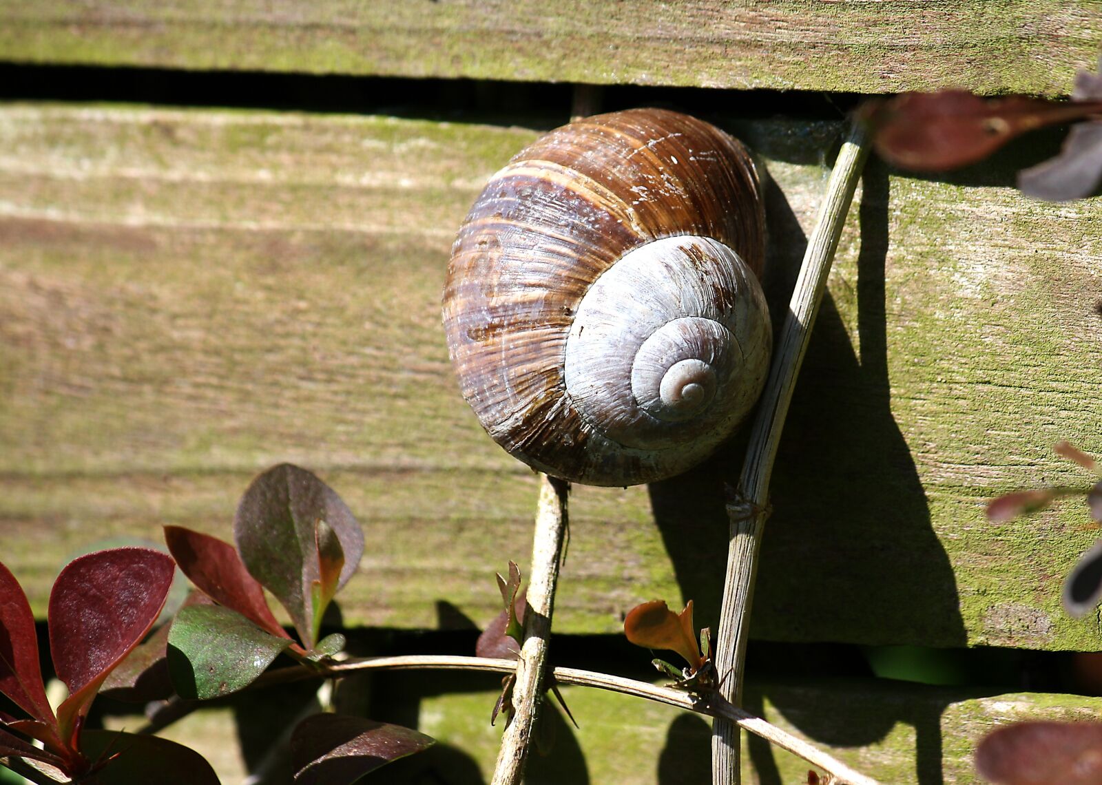 Canon EOS 1000D (EOS Digital Rebel XS / EOS Kiss F) sample photo. Snail, garden, summer photography