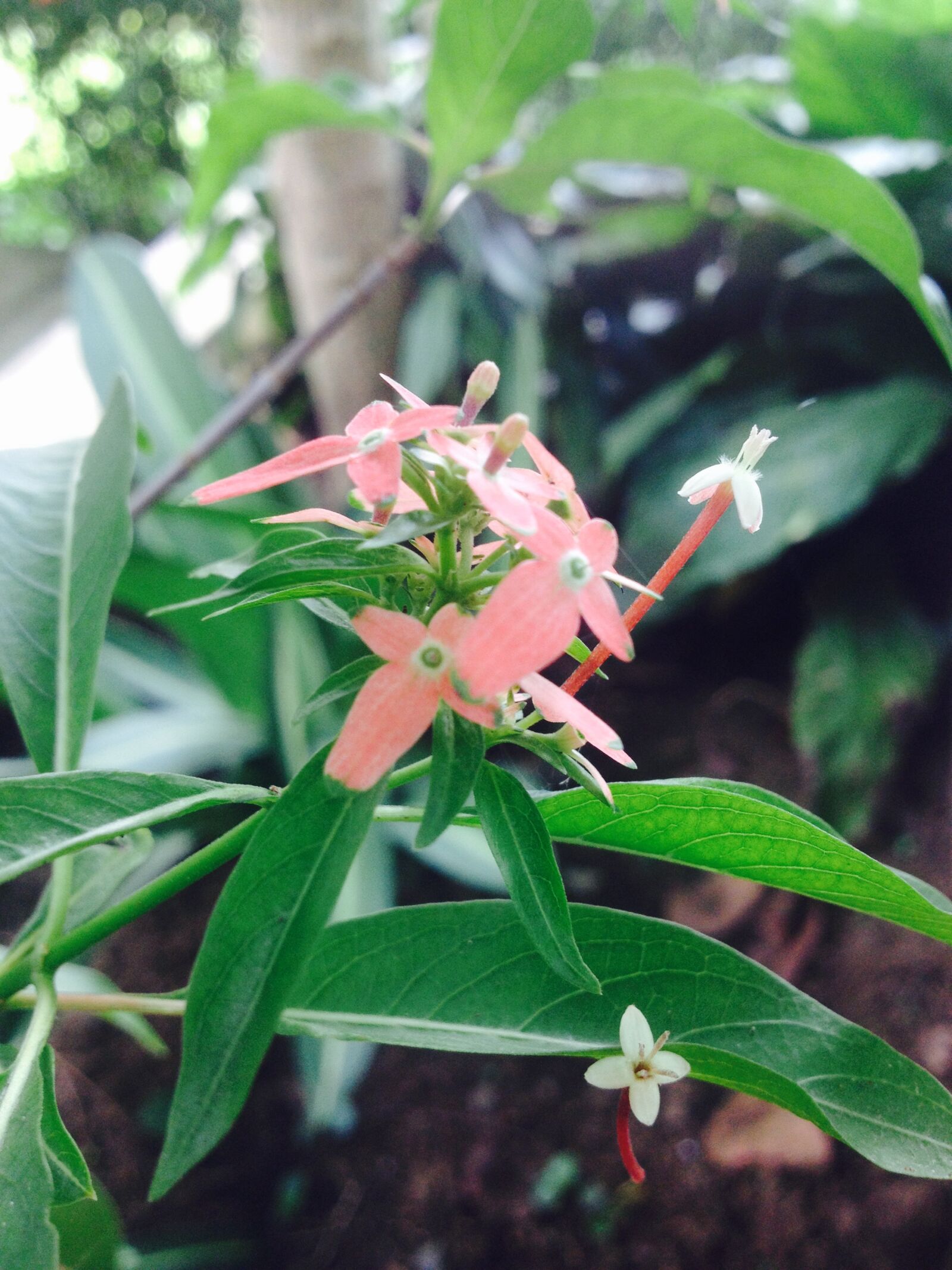iPhone 4S back camera 4.28mm f/2.4 sample photo. Floral, flower, flower, green photography