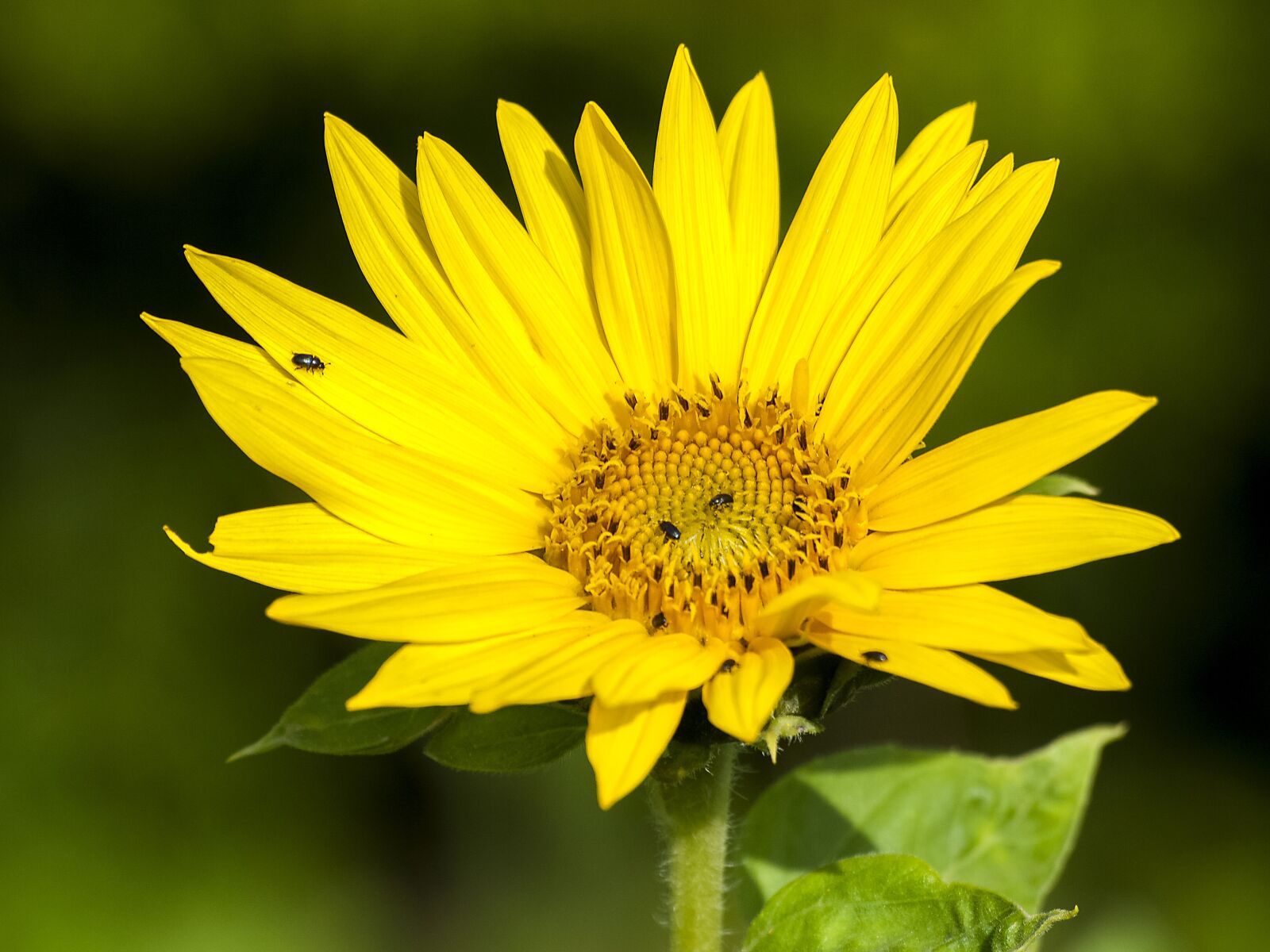 Olympus Zuiko Digital ED 70-300mm F4.0-5.6 sample photo. Sunflower, flower, blossom photography
