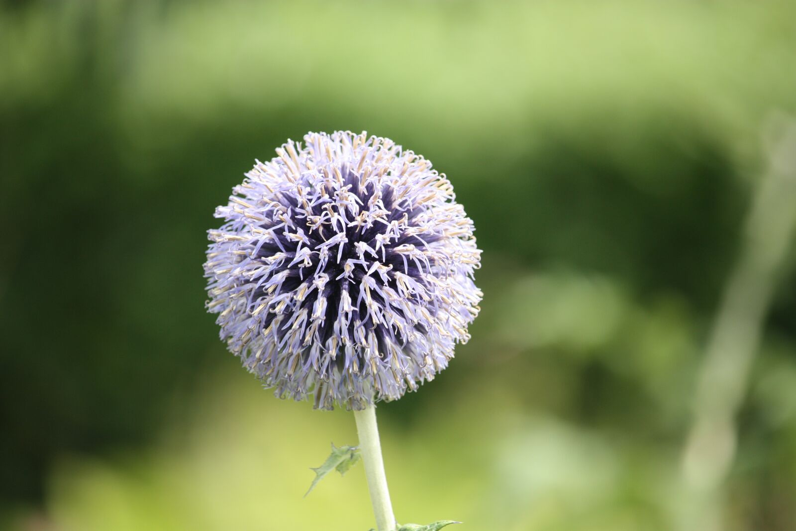 Canon EOS 450D (EOS Rebel XSi / EOS Kiss X2) sample photo. Thistle, flower, blossom photography