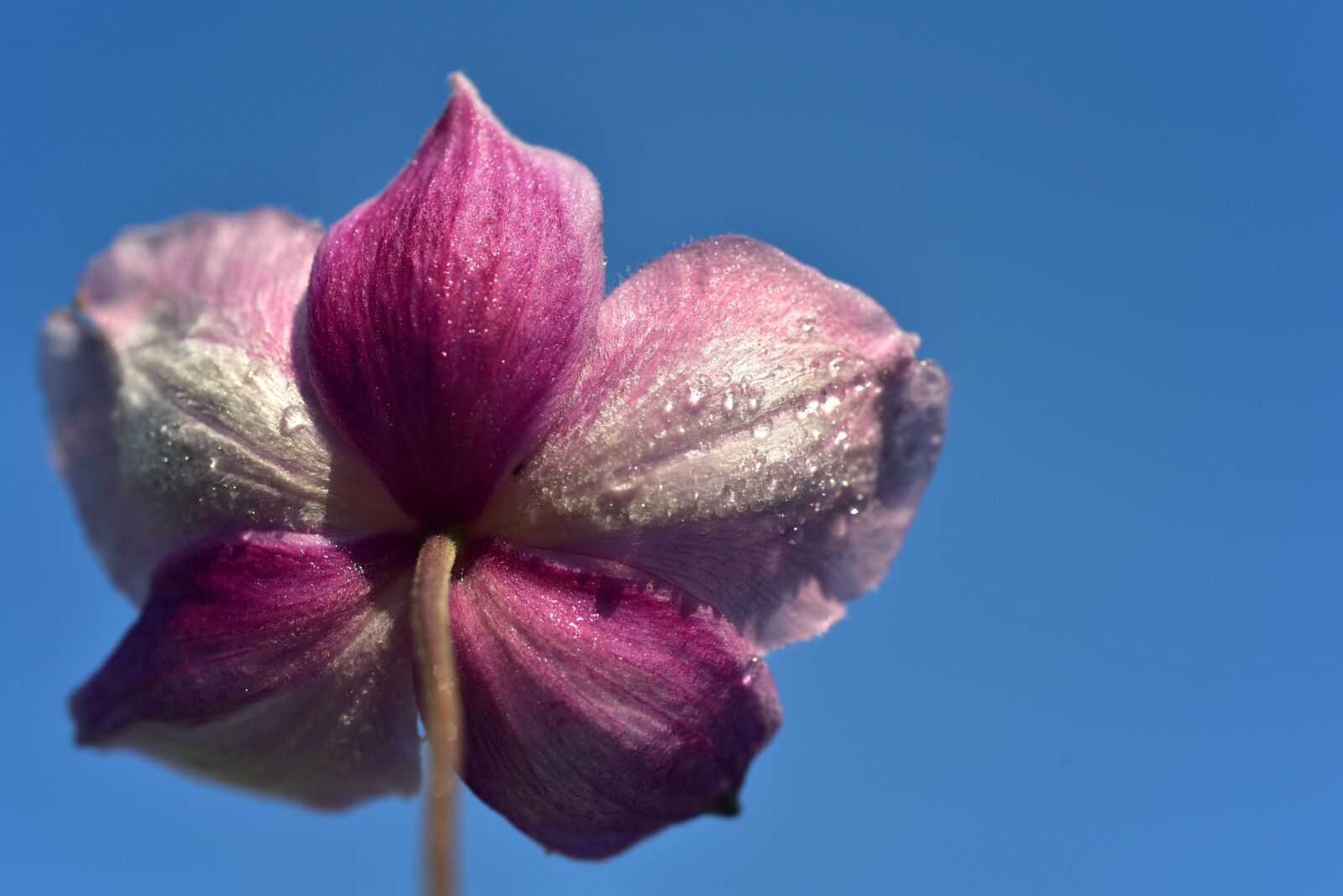 Nikon D750 sample photo. Anemone, back, rear photography