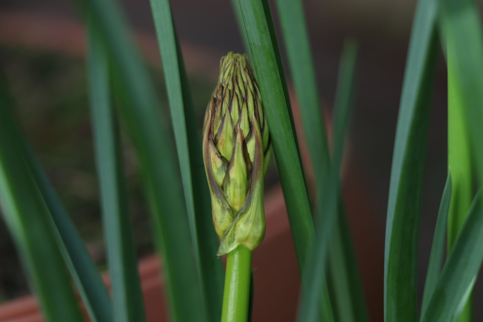 Canon EOS 77D (EOS 9000D / EOS 770D) sample photo. Rostock, greens, bloom photography