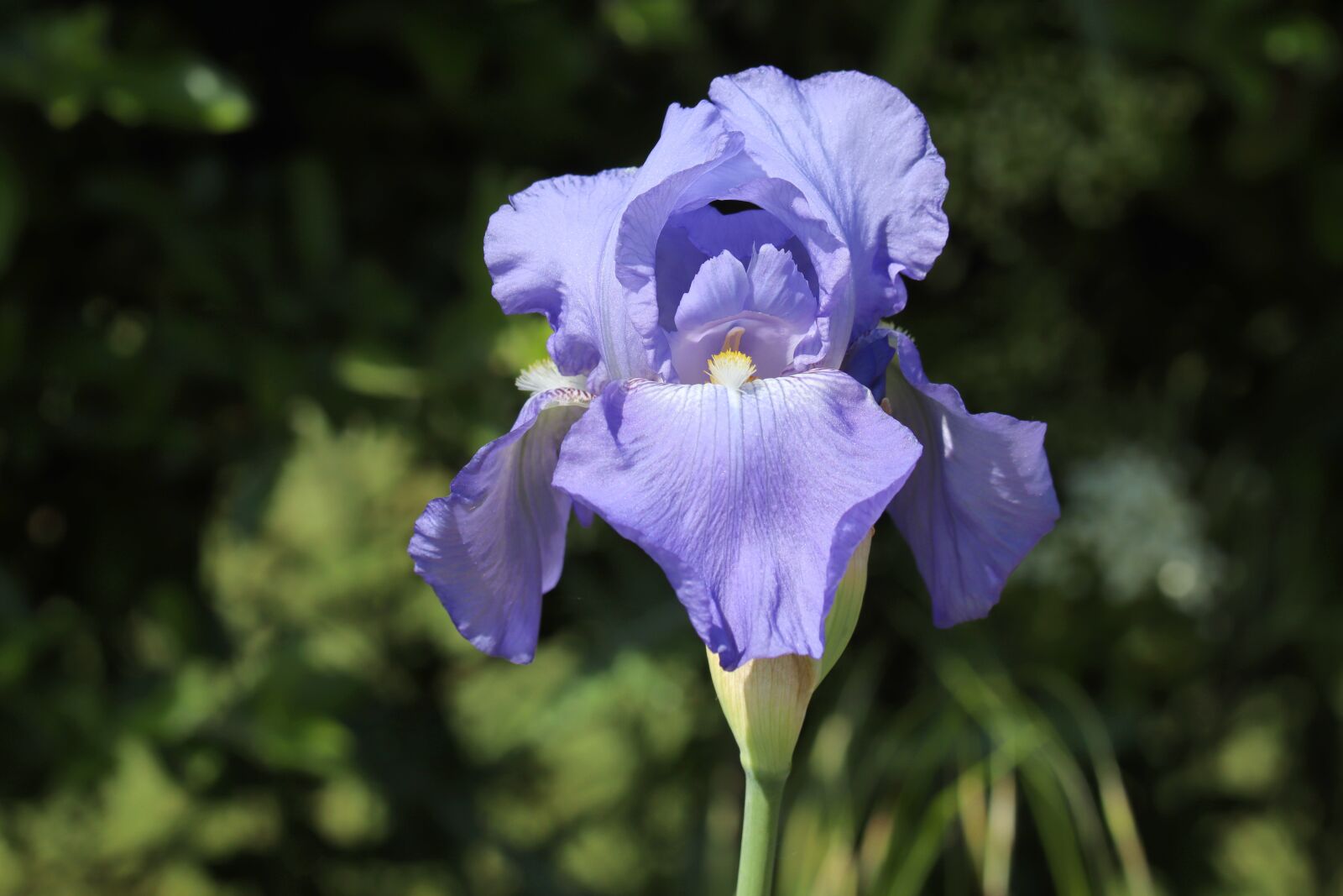 Canon EOS 250D (EOS Rebel SL3 / EOS Kiss X10 / EOS 200D II) sample photo. Iris, purple, flower photography