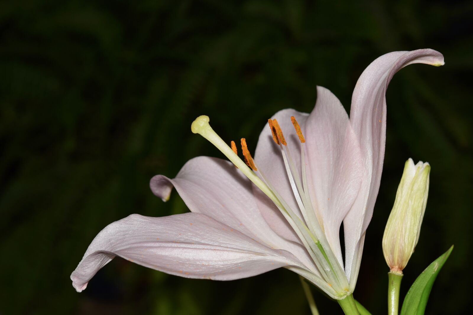 Nikon D5600 sample photo. Flower, fleur de lis photography