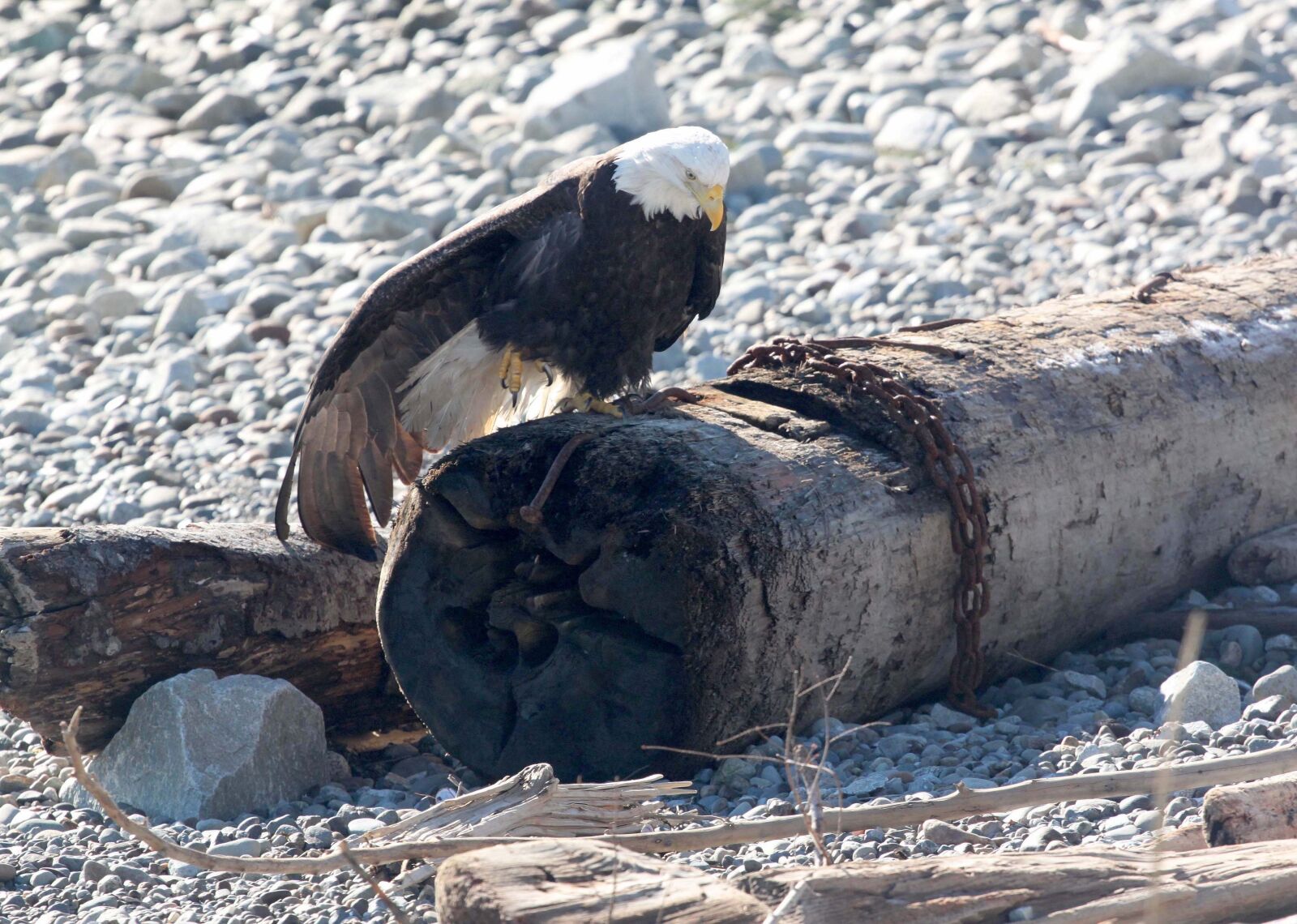 Canon EOS 500D (EOS Rebel T1i / EOS Kiss X3) sample photo. Eagle, bird, bald eagle photography