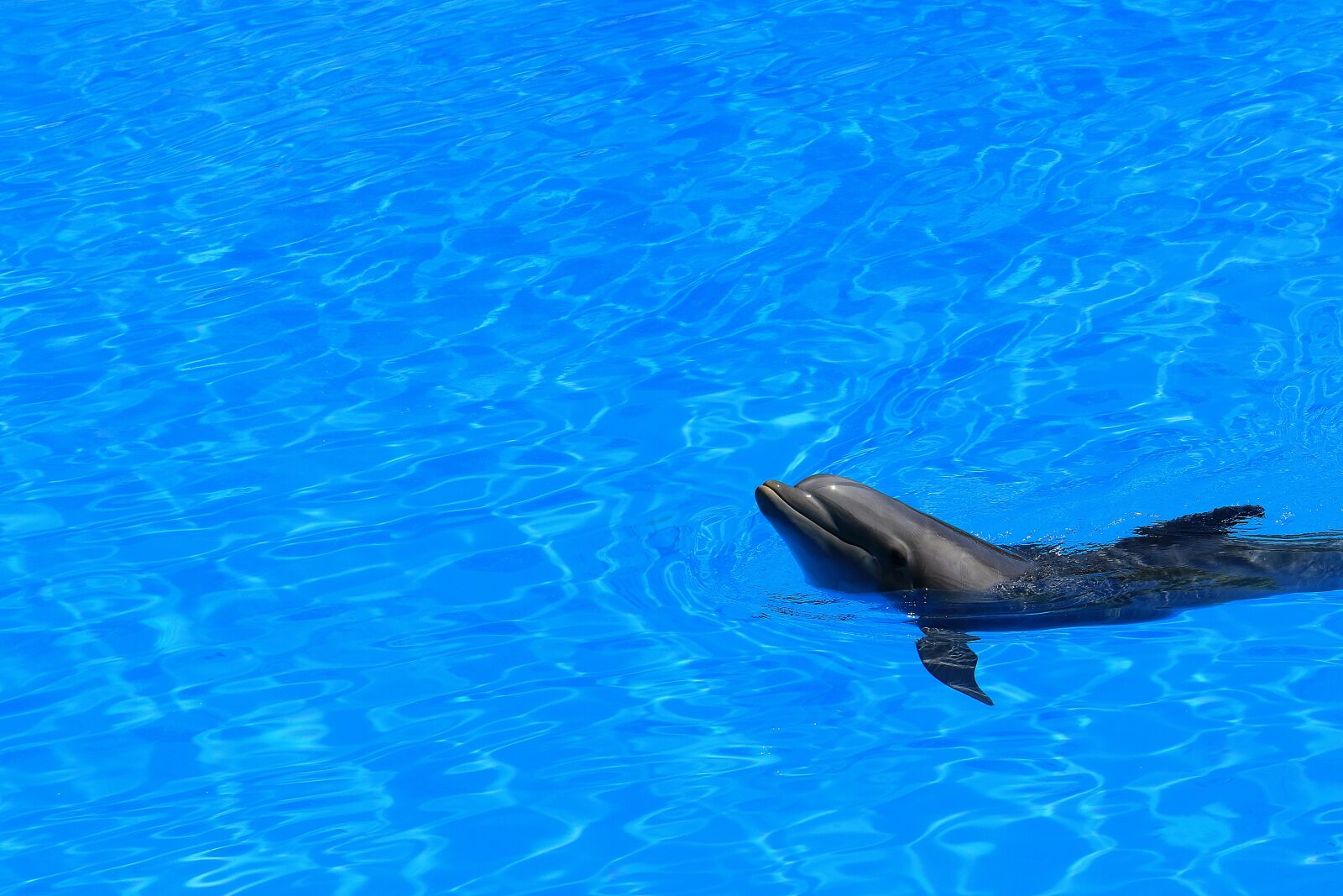 Canon EOS 7D Mark II sample photo. Delfin, water, pool photography