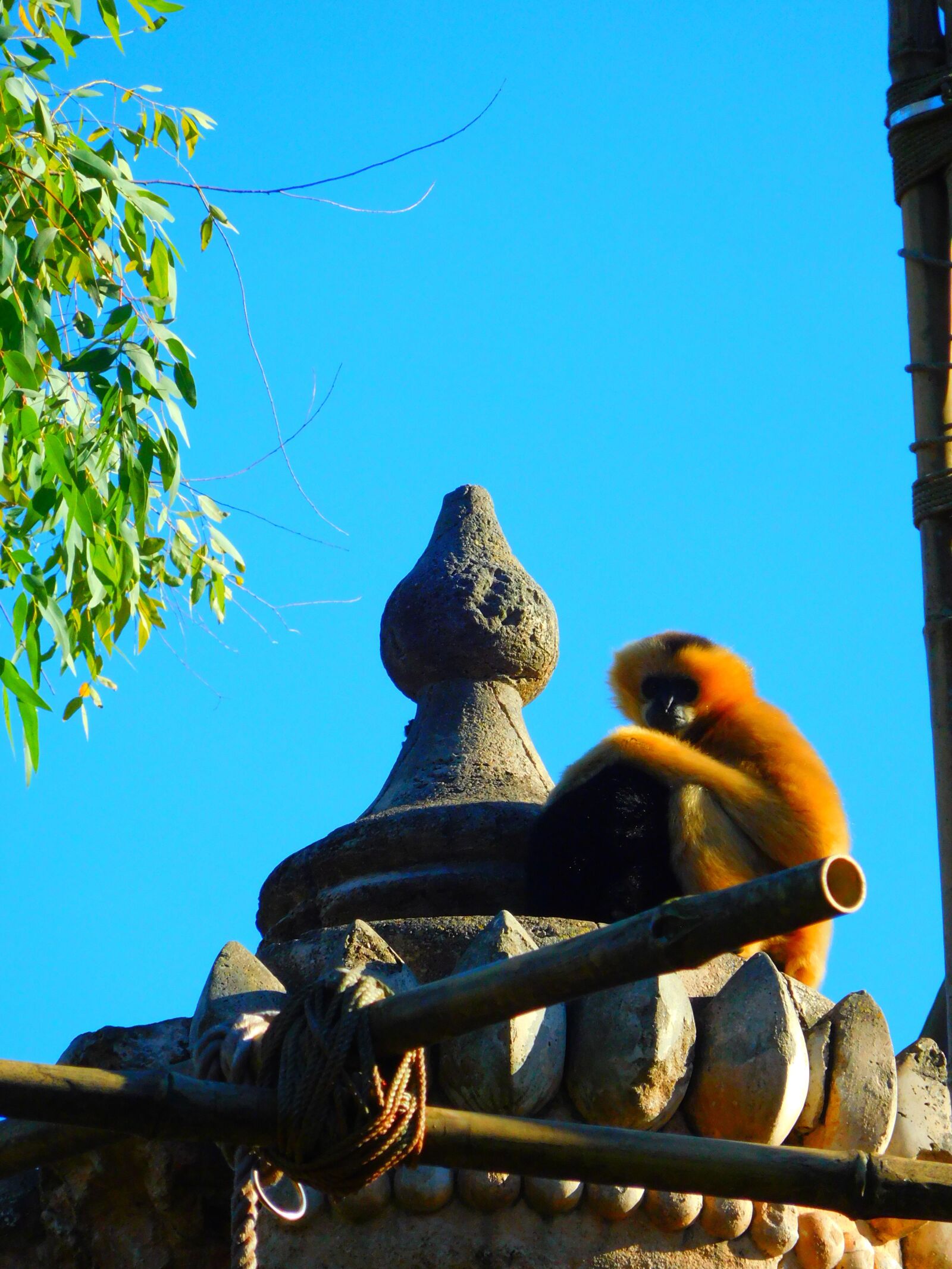 Nikon Coolpix S7000 sample photo. Golden lion tamarin, monkey photography