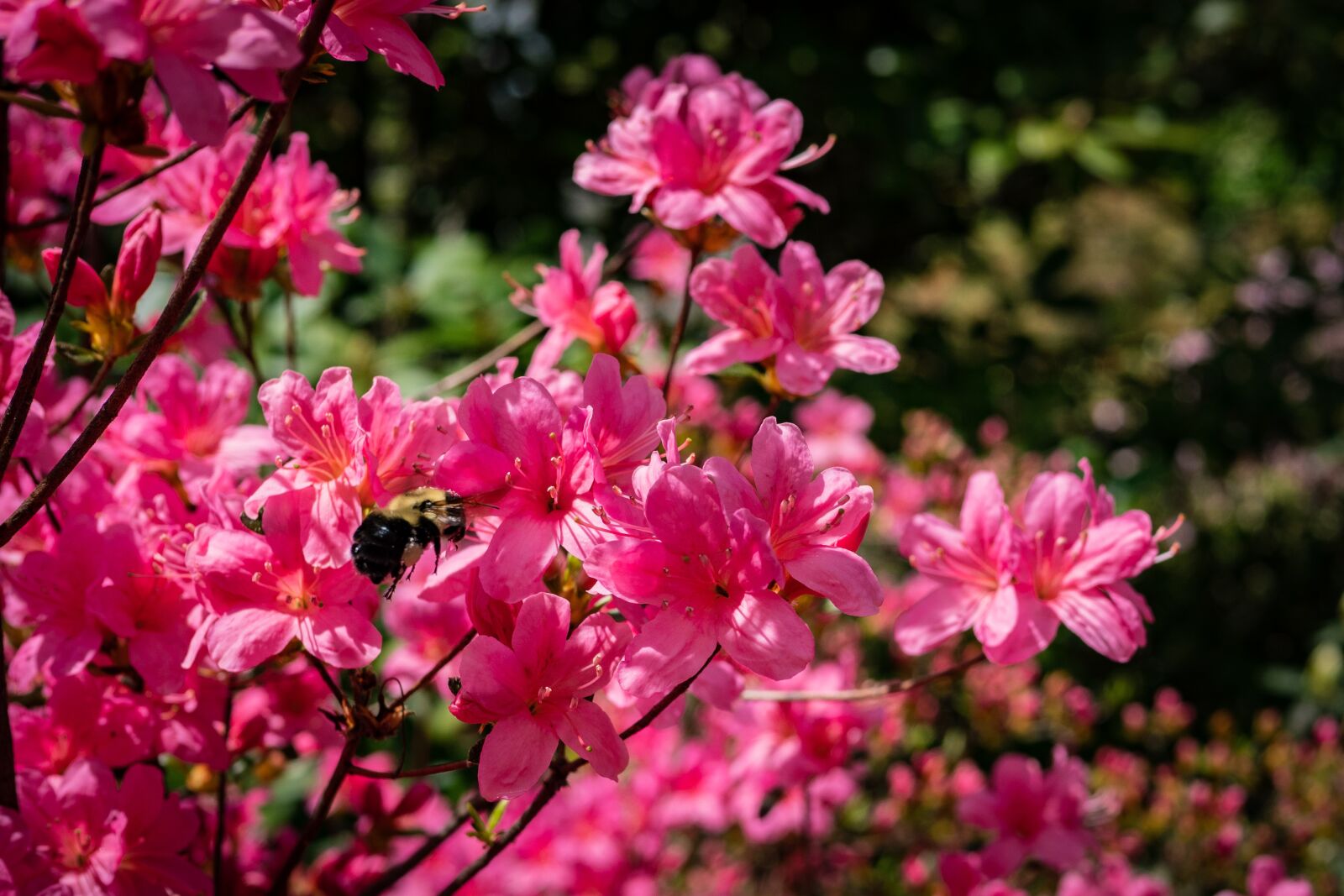 Panasonic Leica DG Summilux 25mm F1.4 II ASPH sample photo. Azalea, bee, blossom photography