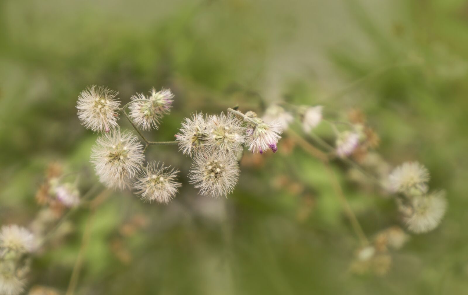 Sony Alpha NEX-F3 + Sony E 18-55mm F3.5-5.6 OSS sample photo. Wildflowers, background, natural photography