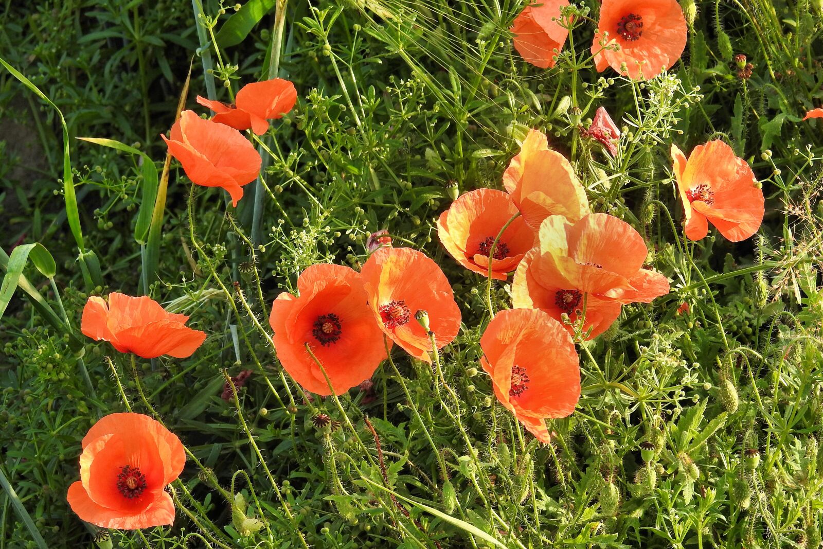 Nikon Coolpix P900 sample photo. Poppies, flowers, red photography