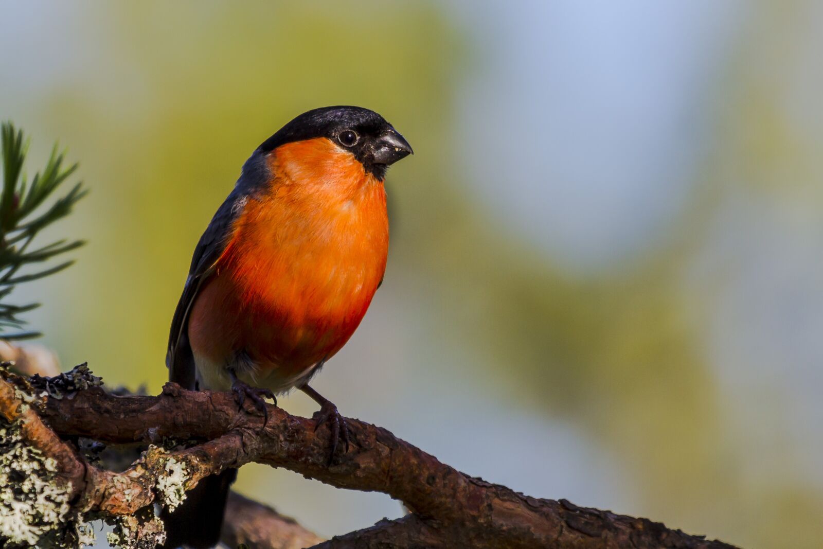 Canon EF 100-400mm F4.5-5.6L IS USM sample photo. Wild, birds, outdoors photography