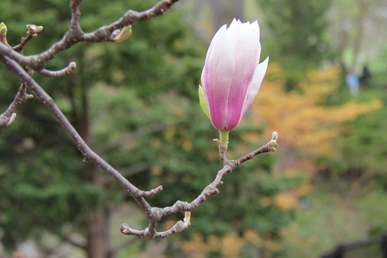 Canon EF-S 18-200mm F3.5-5.6 IS sample photo. Nature, flower, leaf photography
