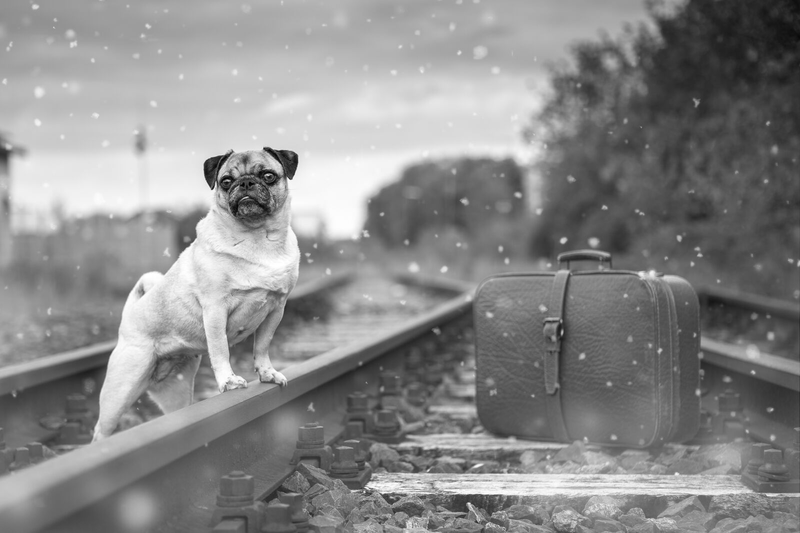 Canon EOS 5D Mark III sample photo. Dog, pug, bitch photography
