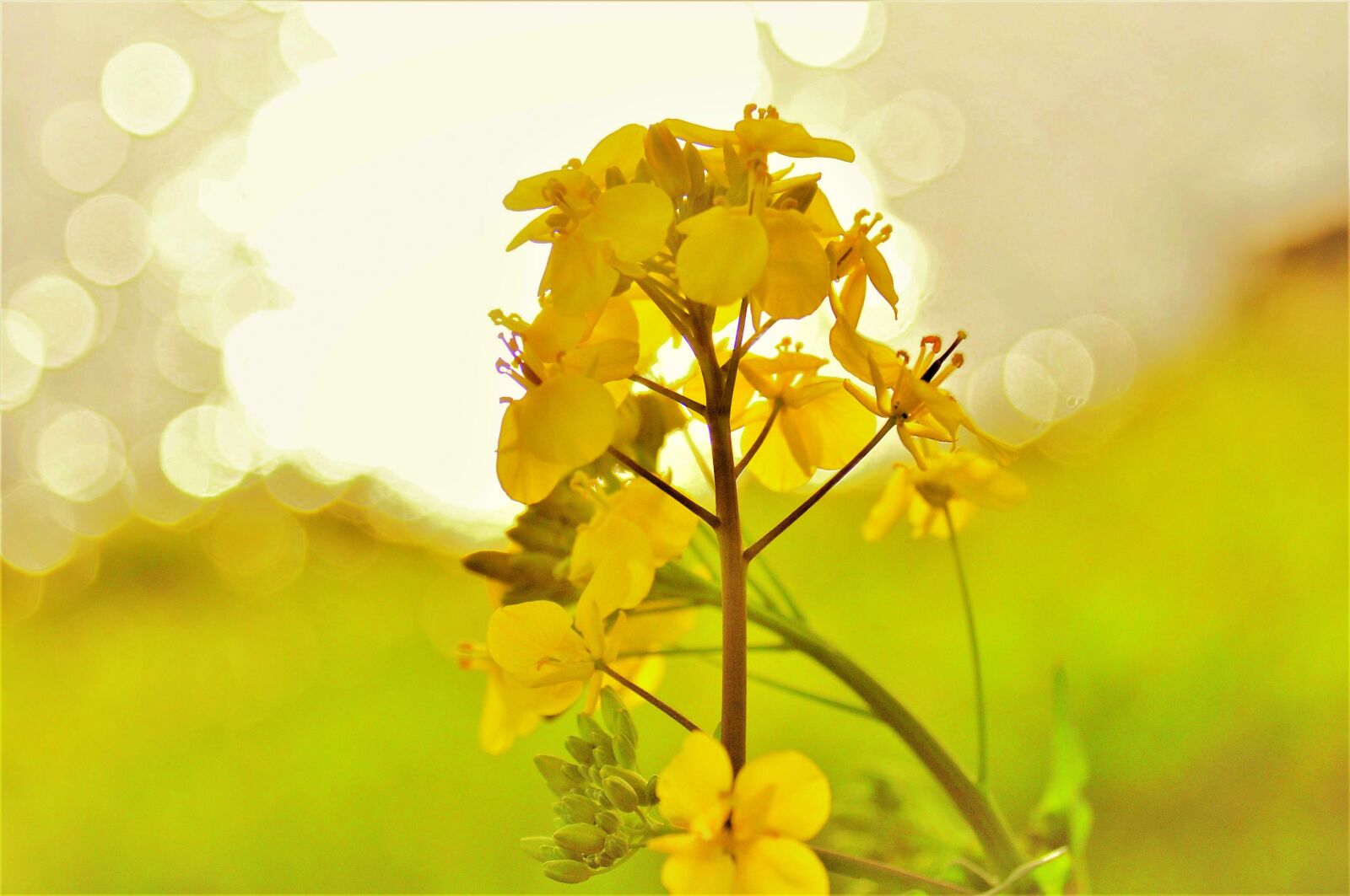 Nikon D90 sample photo. Natural, landscape, plant photography