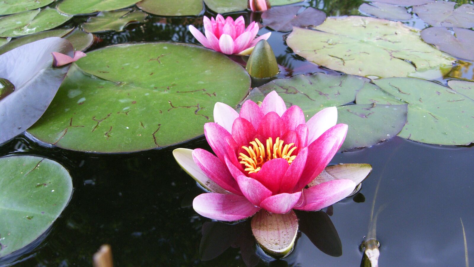 Samsung Pro 815 sample photo. Flower, plant, blossom photography