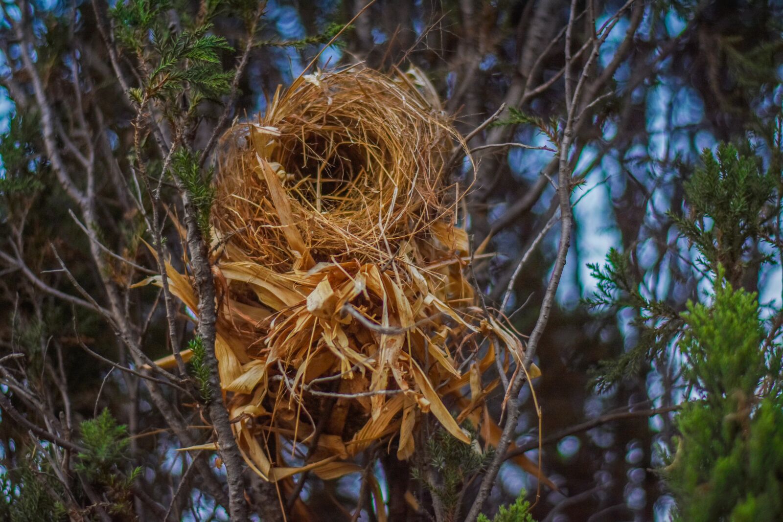 Nikon D7200 sample photo. Bird, nest, branch photography