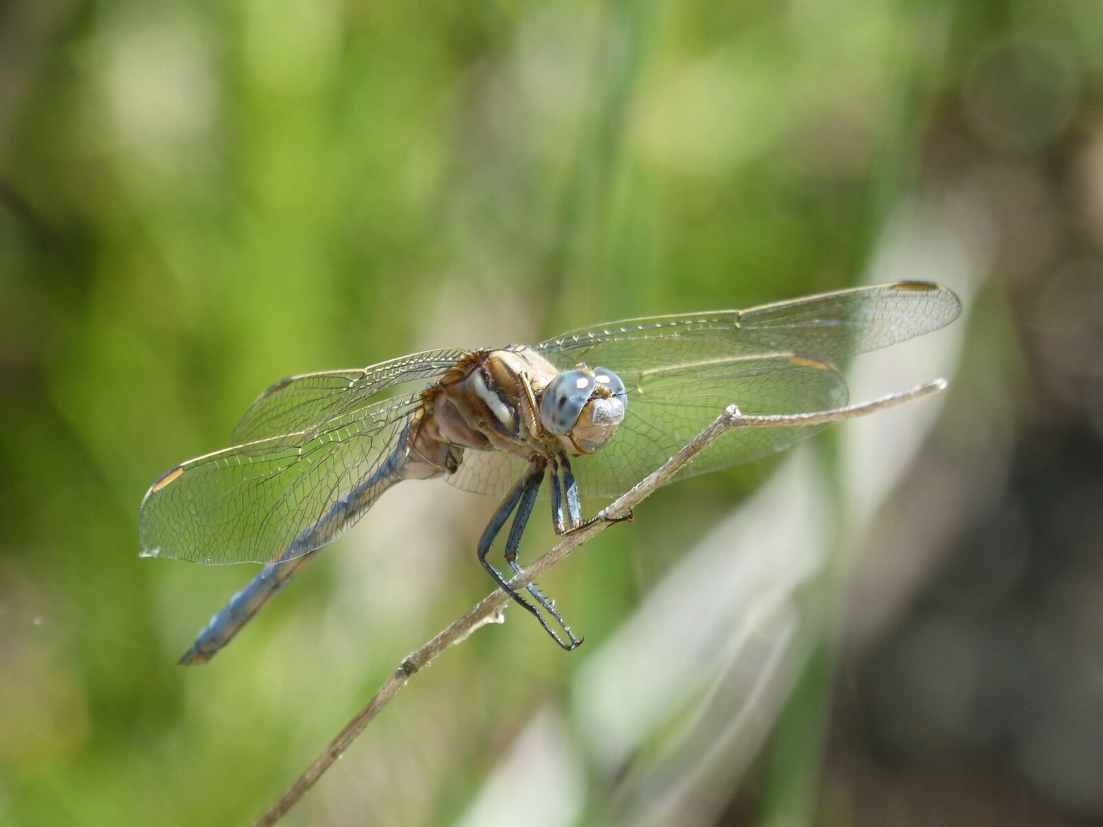 Panasonic DMC-FZ62 sample photo. Dragonfly, blue dragonfly, orthetrum photography