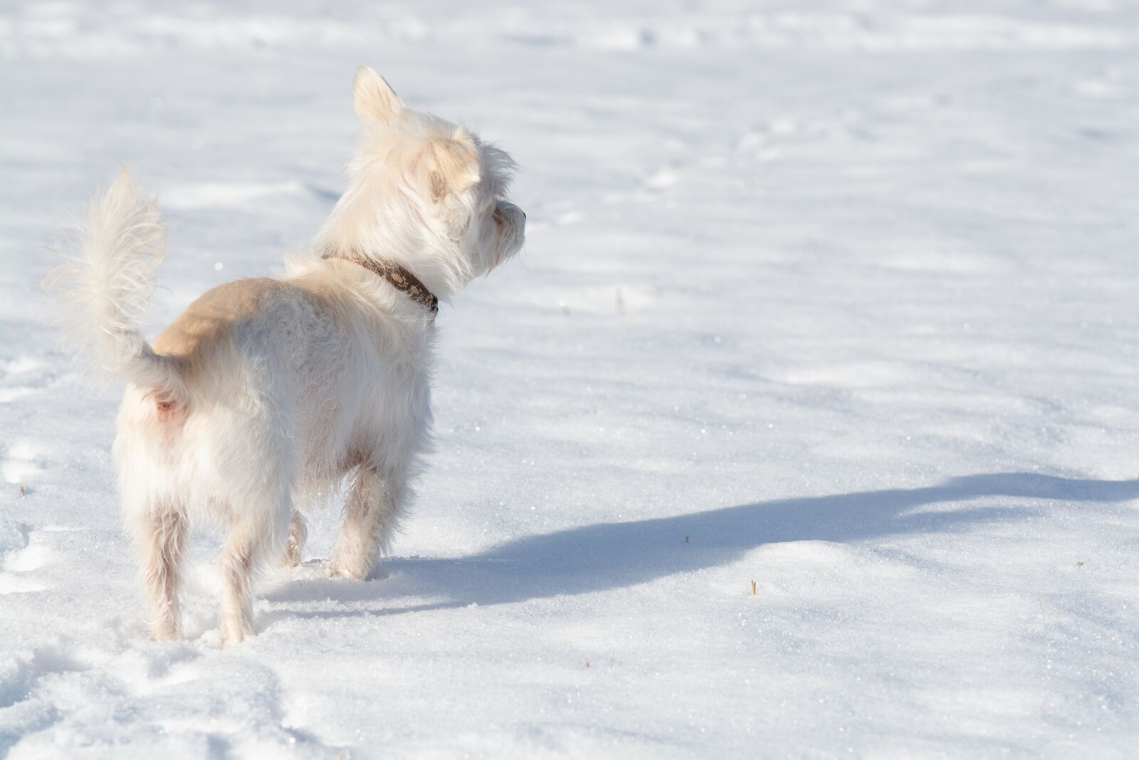 Nikon D7100 sample photo. Dog, small, winter photography
