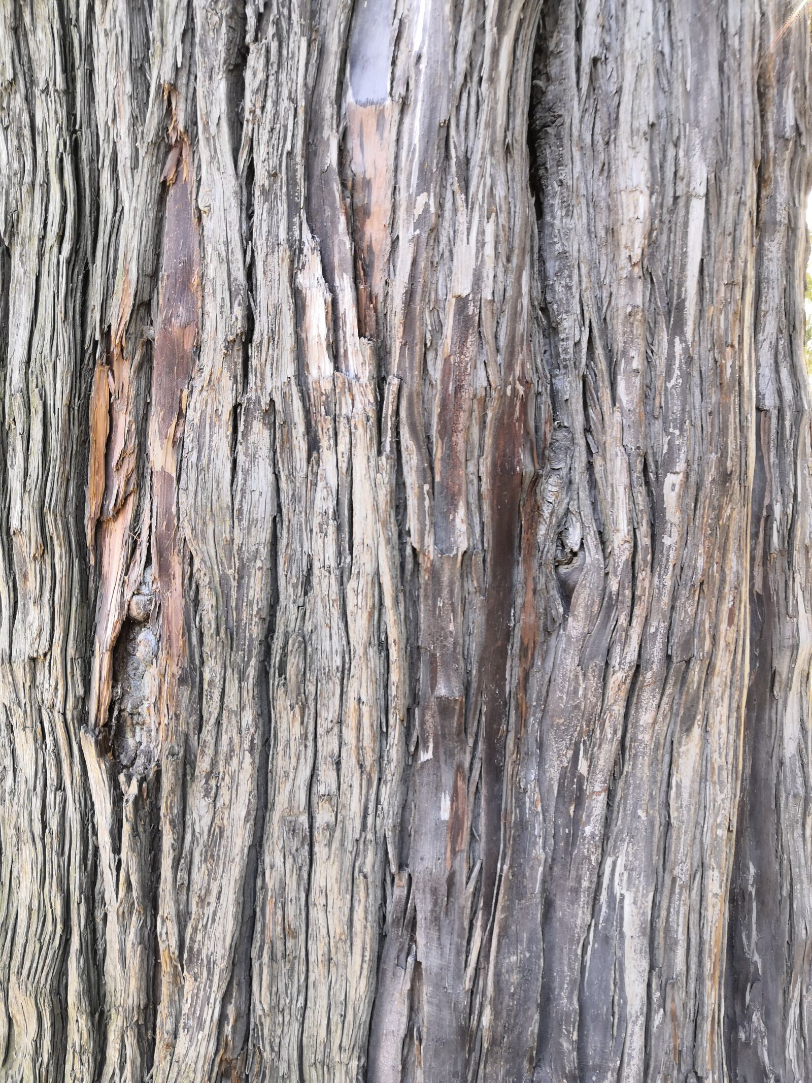 HUAWEI Honor 10 sample photo. Cypress, grain, bark photography