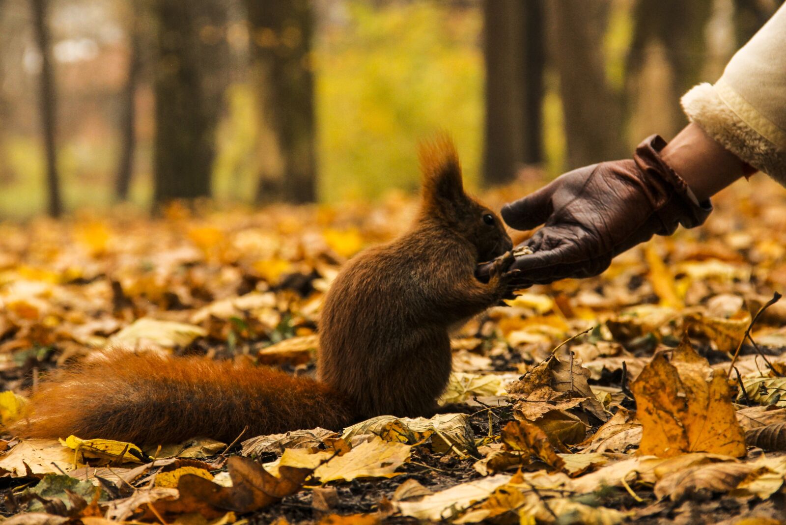 Canon EOS 60D sample photo. Animal, forrest, nature photography