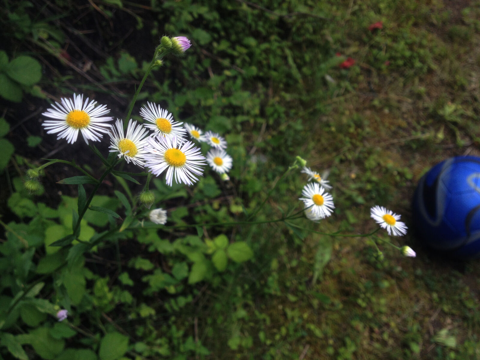 iPhone 4S back camera 4.28mm f/2.4 sample photo. Chamomile, flower, flowers, landscape photography
