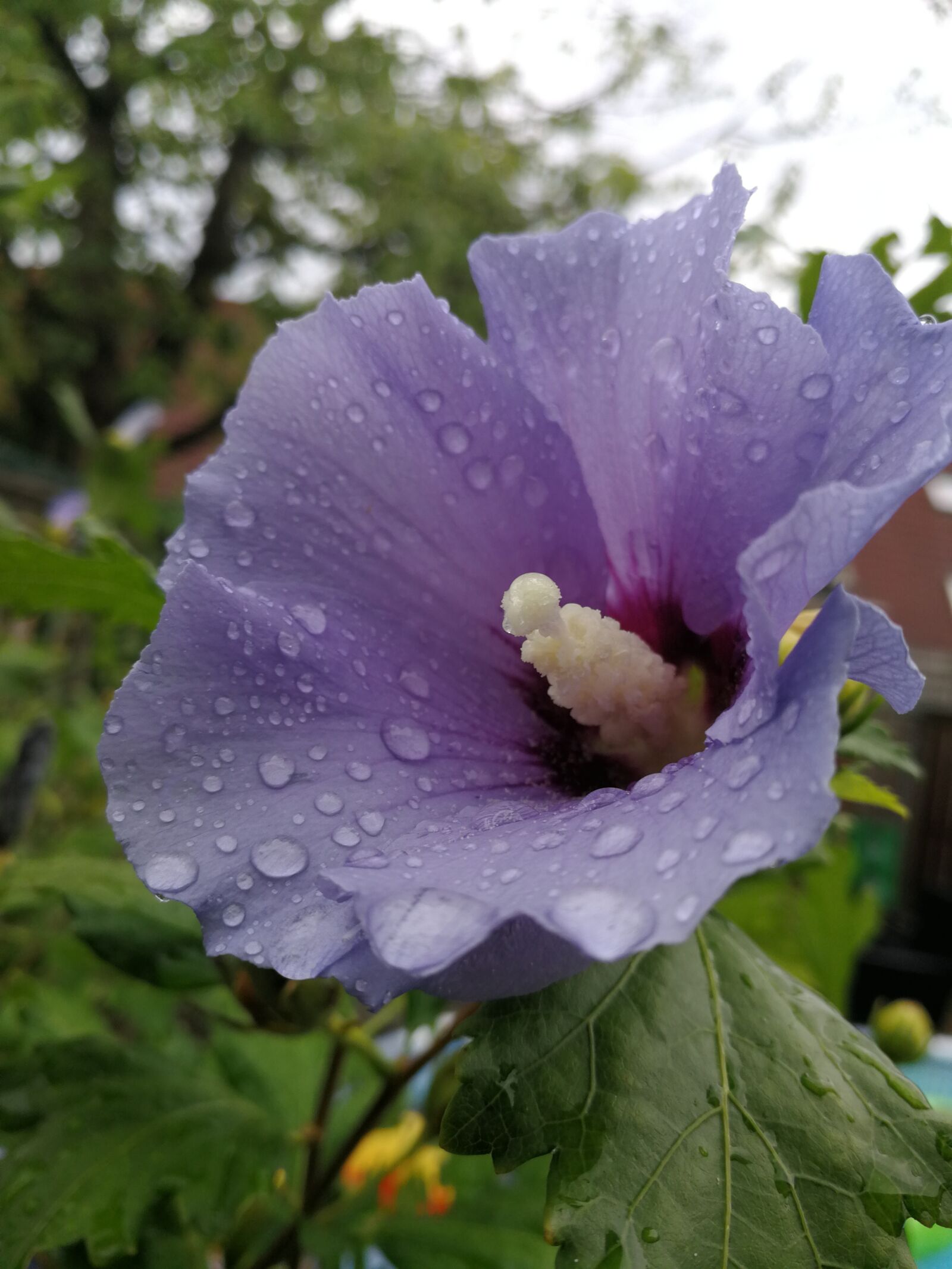 HUAWEI P10 sample photo. Nature, flower, raindrop photography
