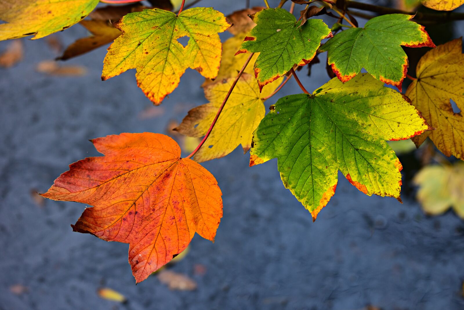 Nikon D750 sample photo. Autumn leaf, vein, pattern photography