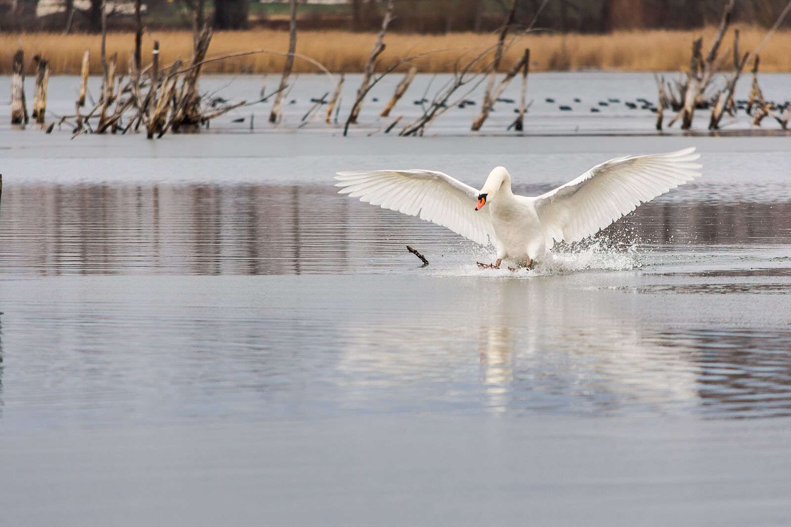 Nikon D7200 sample photo. Waters, bird, nature photography
