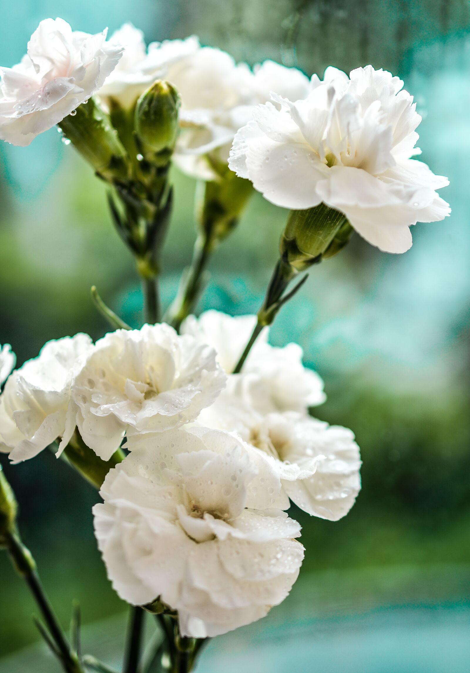 Nikon D5200 sample photo. Carnation, white, flowers photography