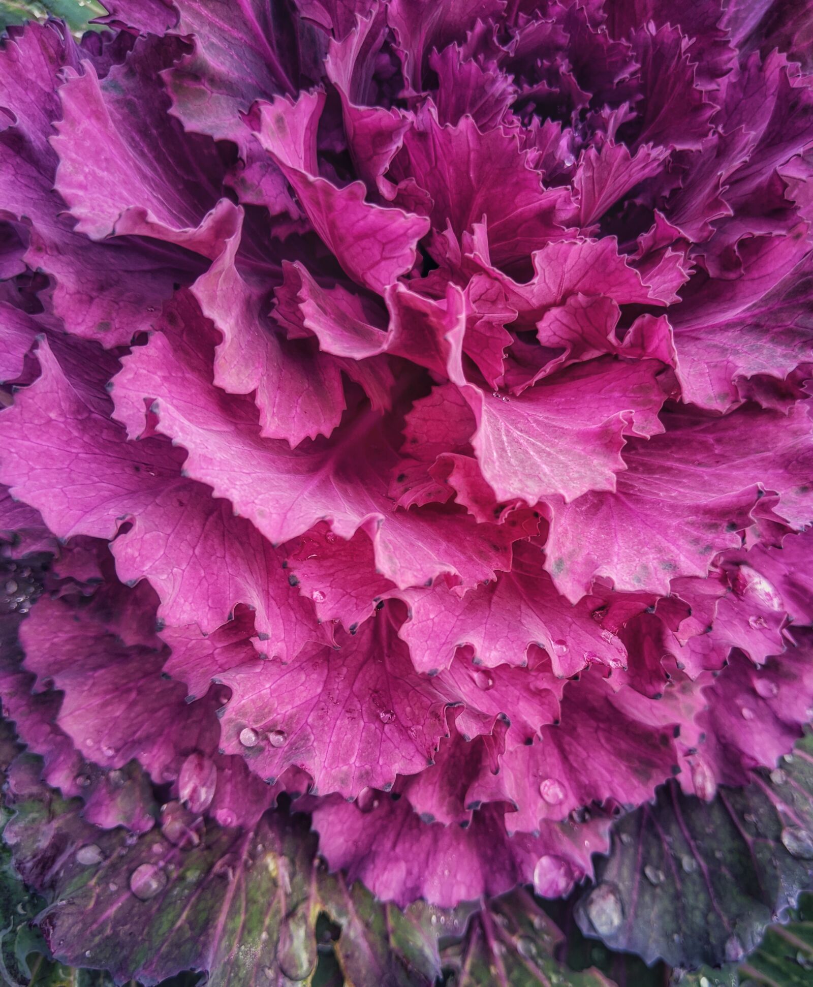 Google Pixel 3 XL sample photo. Ornamental cabbage, pink flower photography