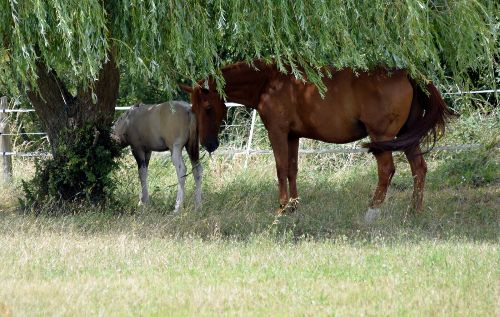 Nikon D5300 sample photo. Horses, foal, nature photography
