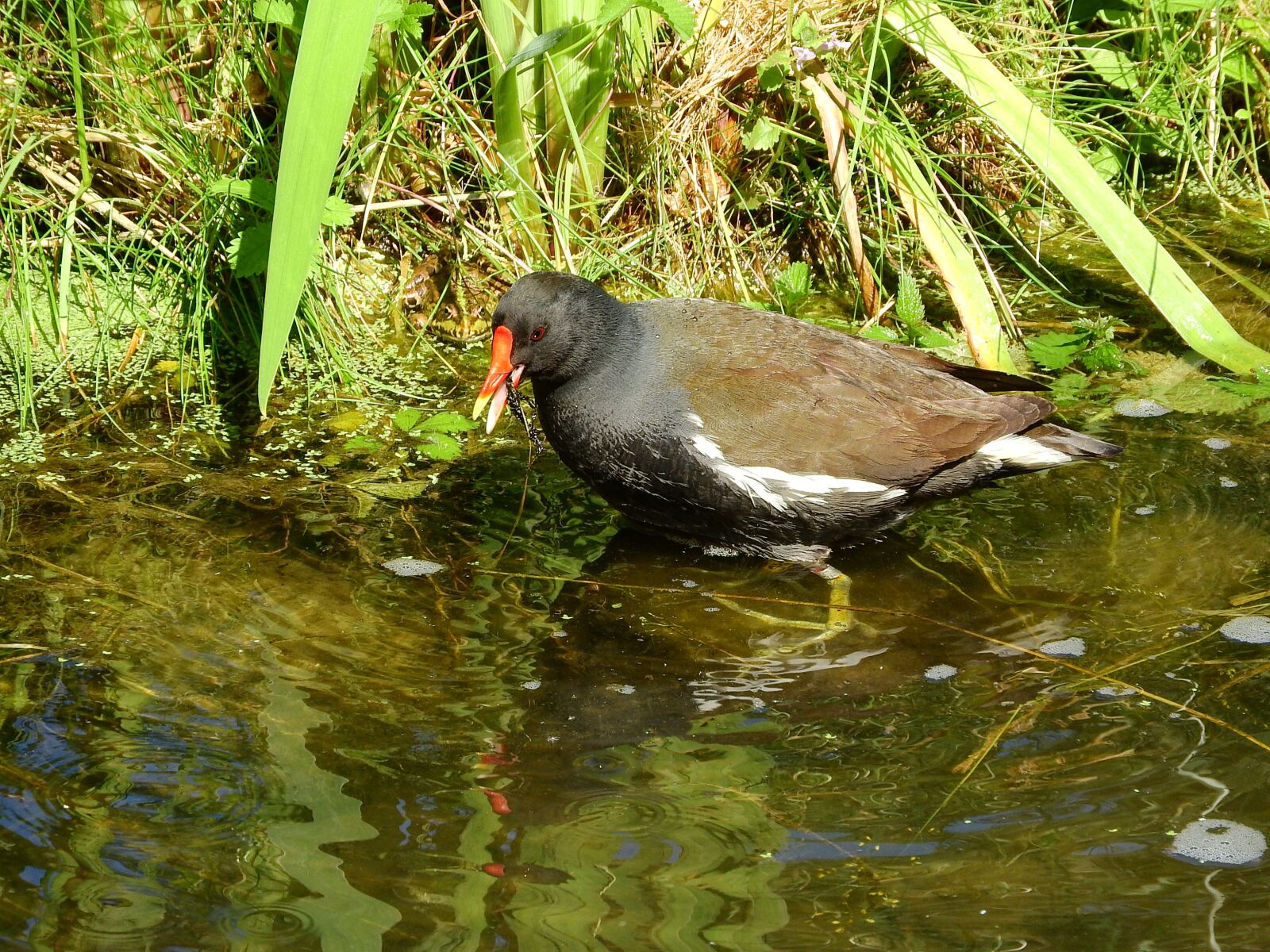 Nikon Coolpix P610 sample photo. The moorhen, gallinula chloropus photography