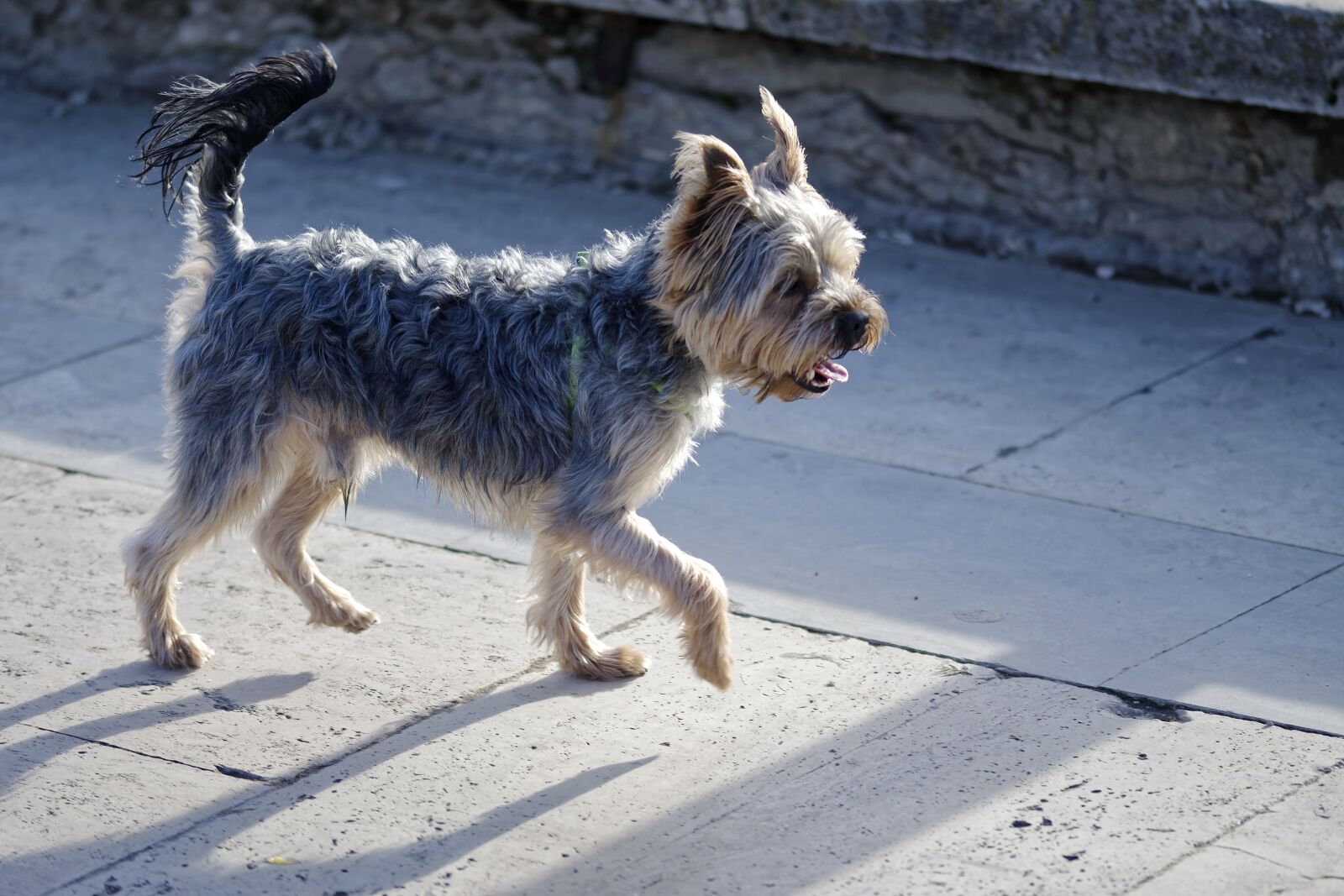 Nikon D5300 sample photo. Dog, pet, domestic photography