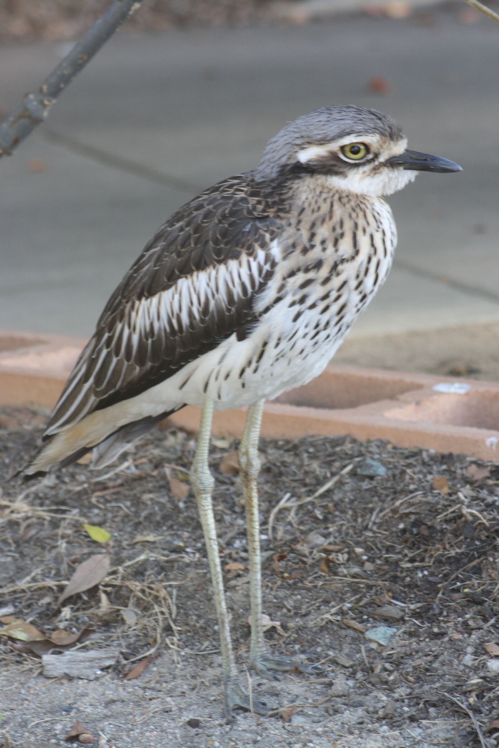 Canon EOS 1000D (EOS Digital Rebel XS / EOS Kiss F) sample photo. Bush curlew, bird, aves photography