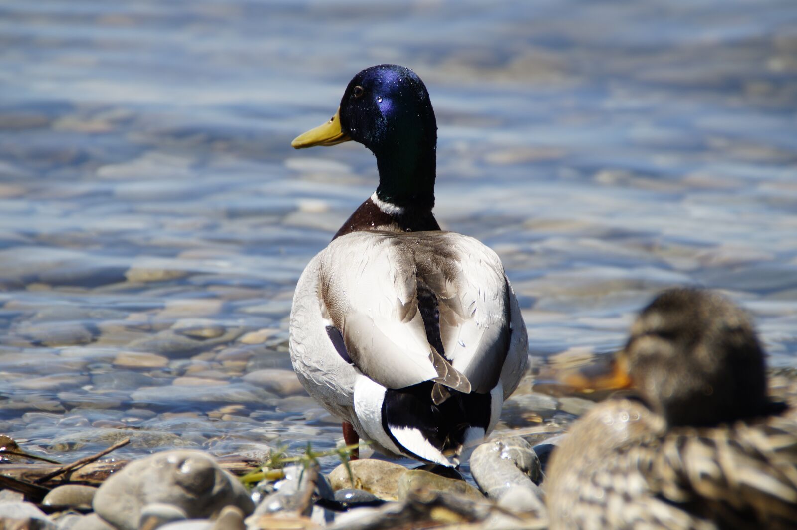 Sony SLT-A58 sample photo. Ducks, mallards, birds photography