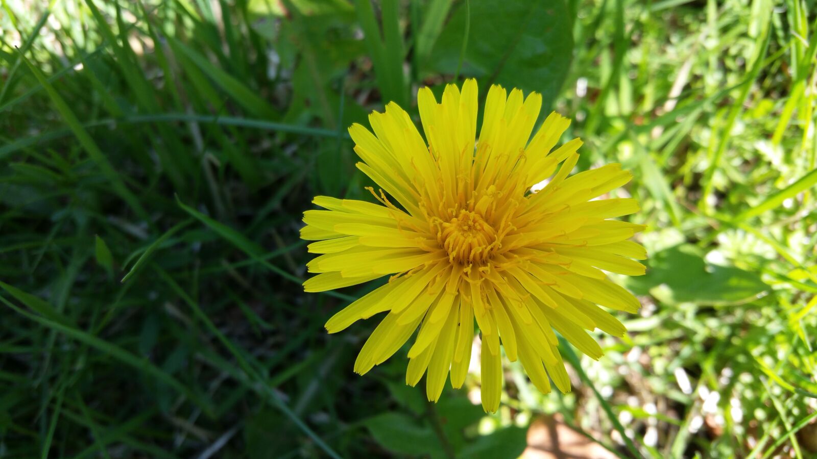 Samsung Galaxy S5 LTE-A sample photo. Dandelion, yellow, our photography