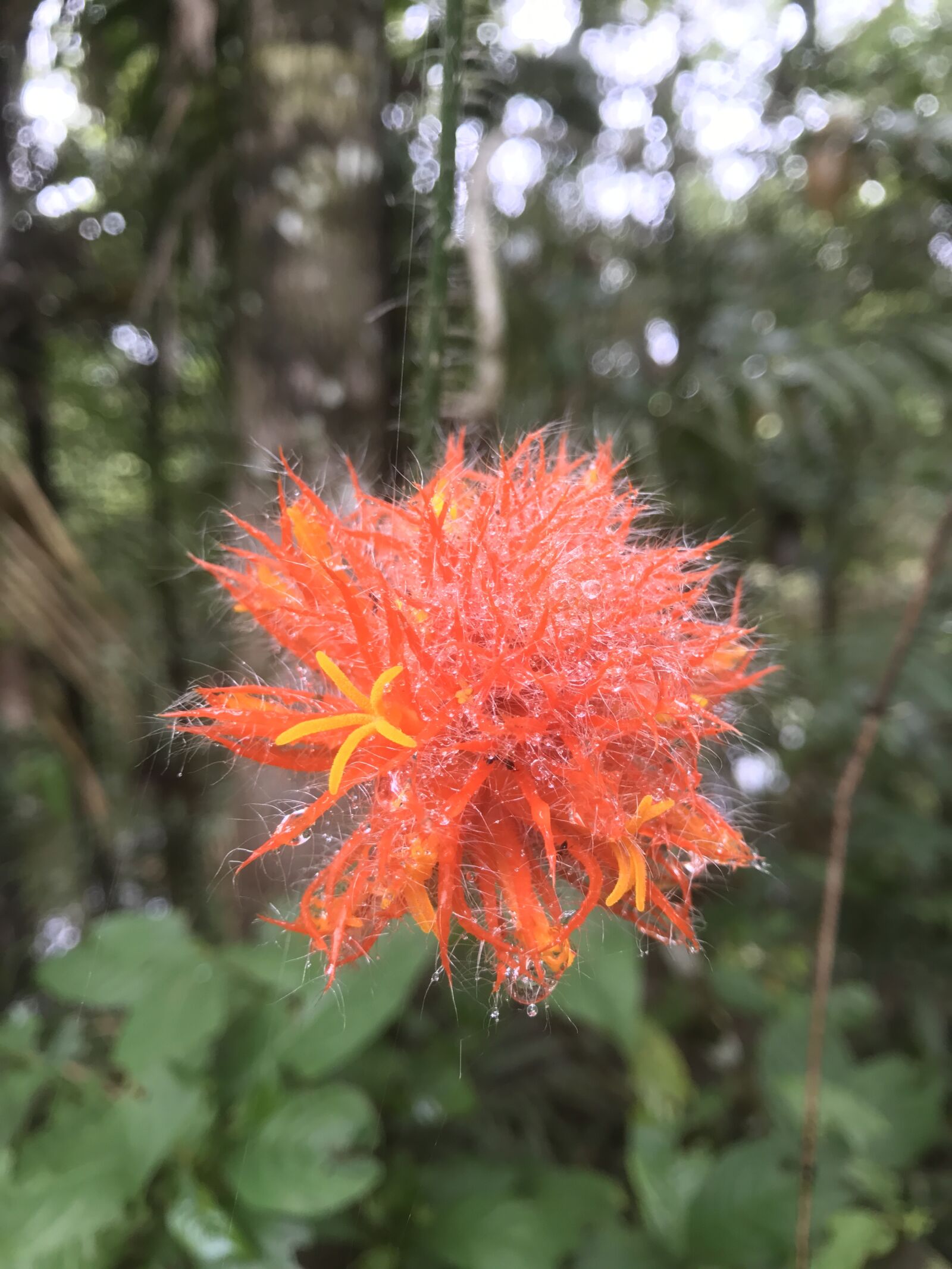 Apple iPhone 7 sample photo. Flower, jungle, amazonia photography