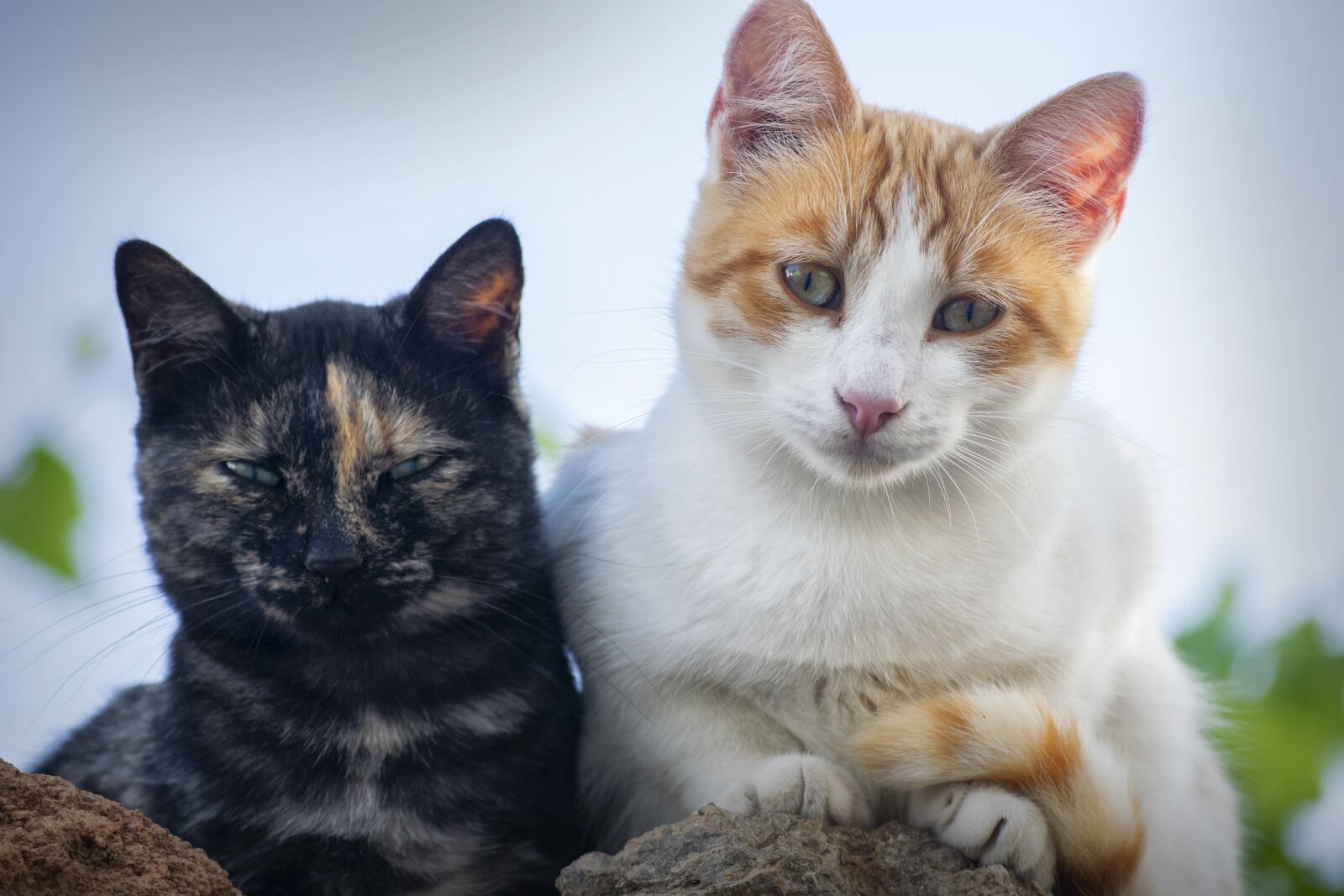 Nikon D3300 sample photo. Cats, pets, animals photography