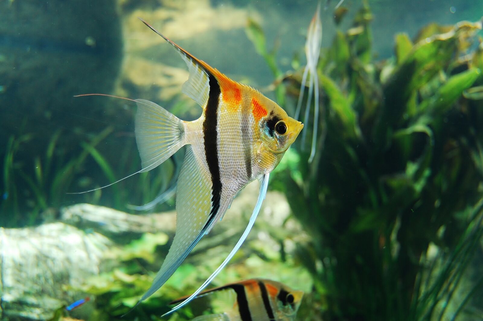 Nikon D40 sample photo. Underwater, fish, aquarium photography