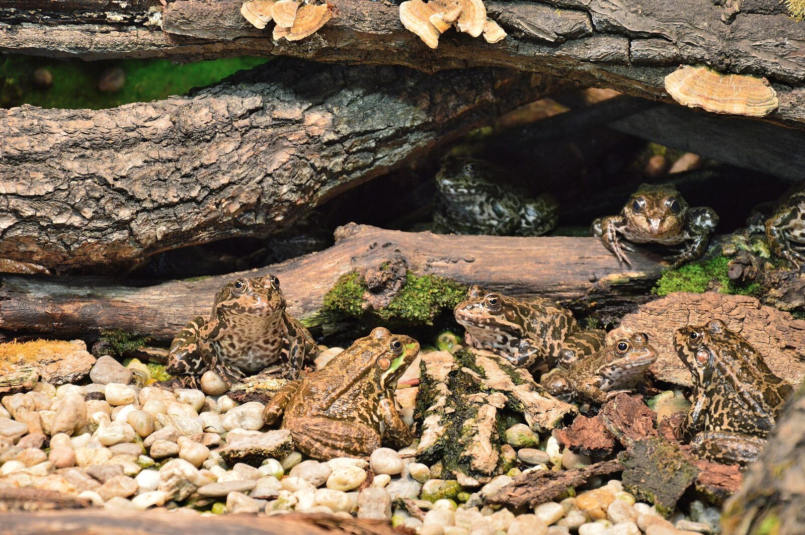 Nikon D3200 sample photo. Frog, innsbruck, alpine zoo photography