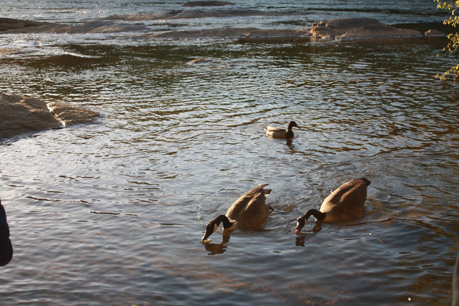 Canon EOS 1000D (EOS Digital Rebel XS / EOS Kiss F) sample photo. River, duck, nature photography